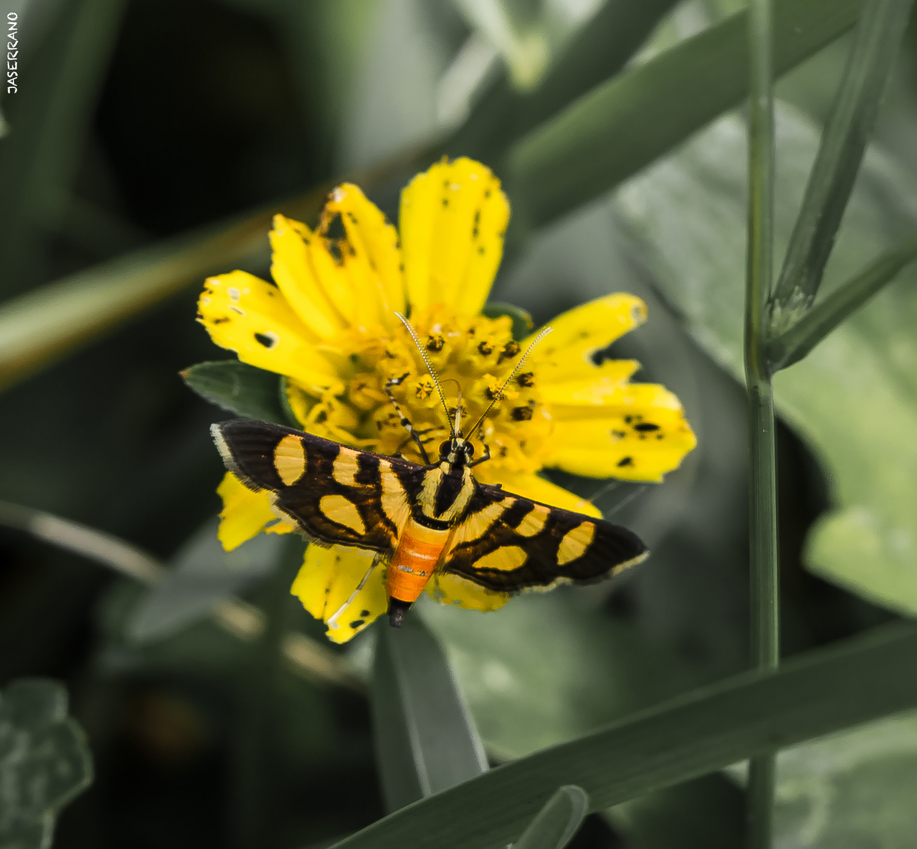 Canon EF 100mm F2.8L Macro IS USM sample photo. Yellow and yellow photography