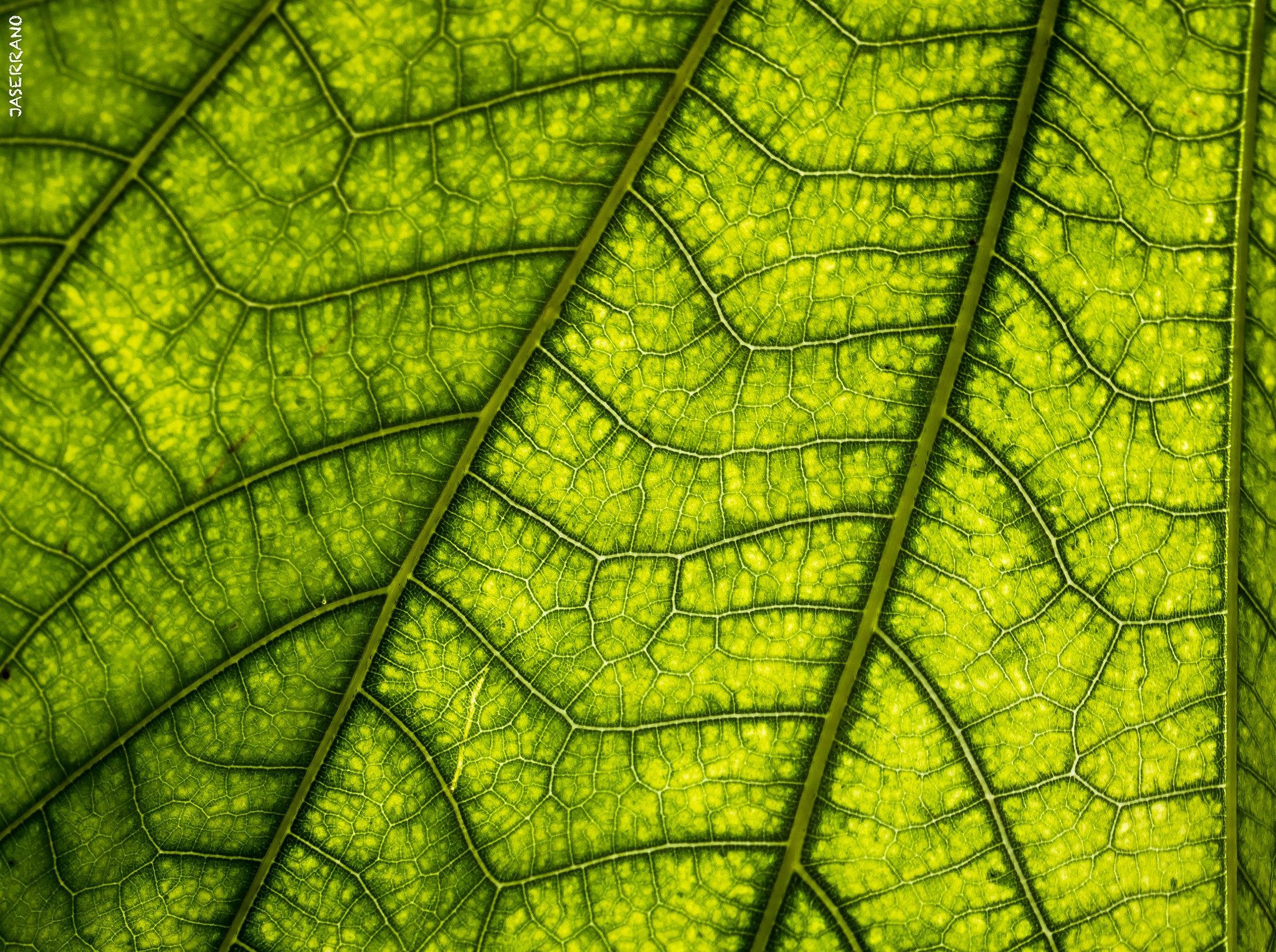 Canon EF 100mm F2.8L Macro IS USM sample photo. Leaf photography