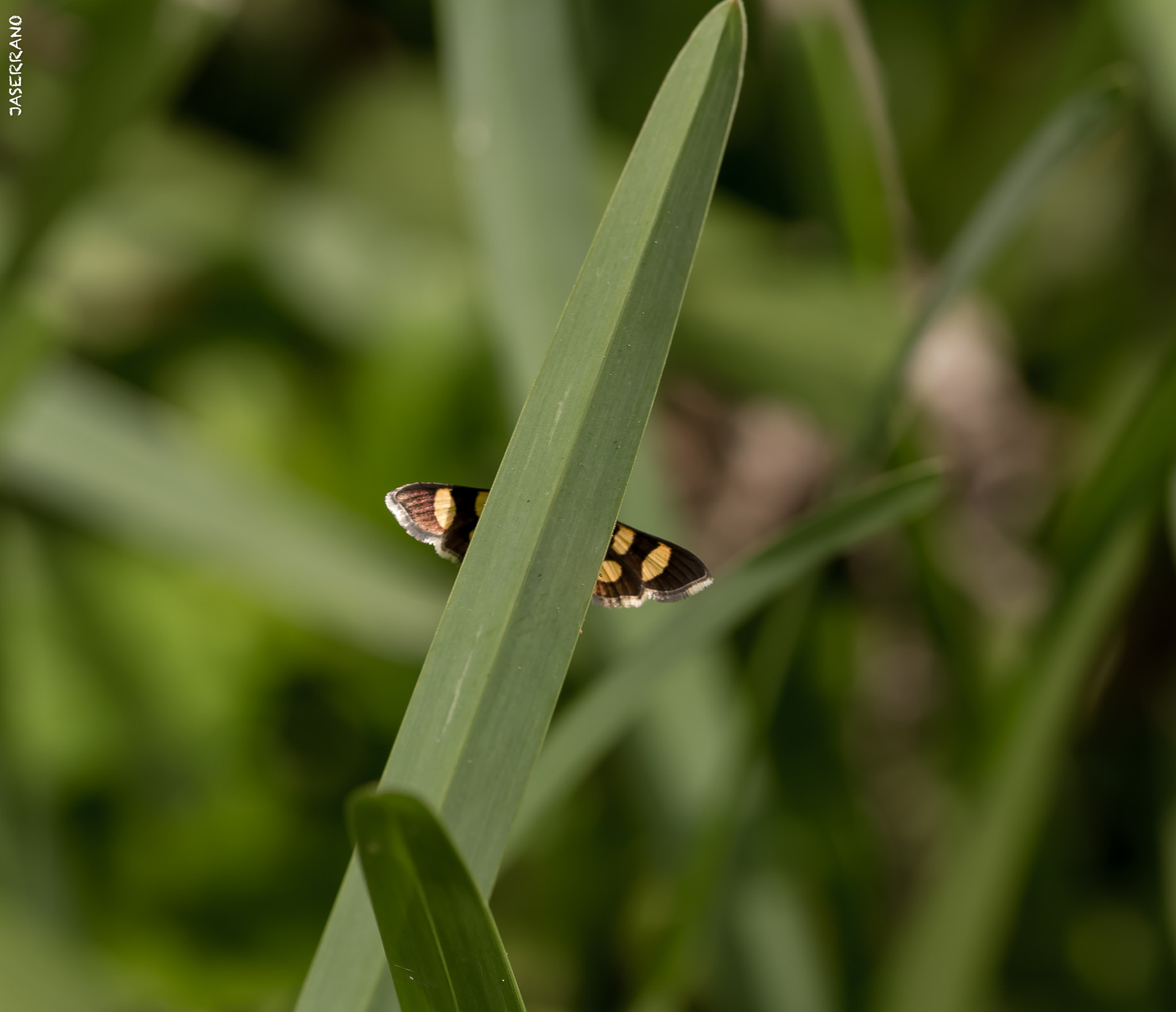 Canon EF 100mm F2.8L Macro IS USM sample photo. Wings photography
