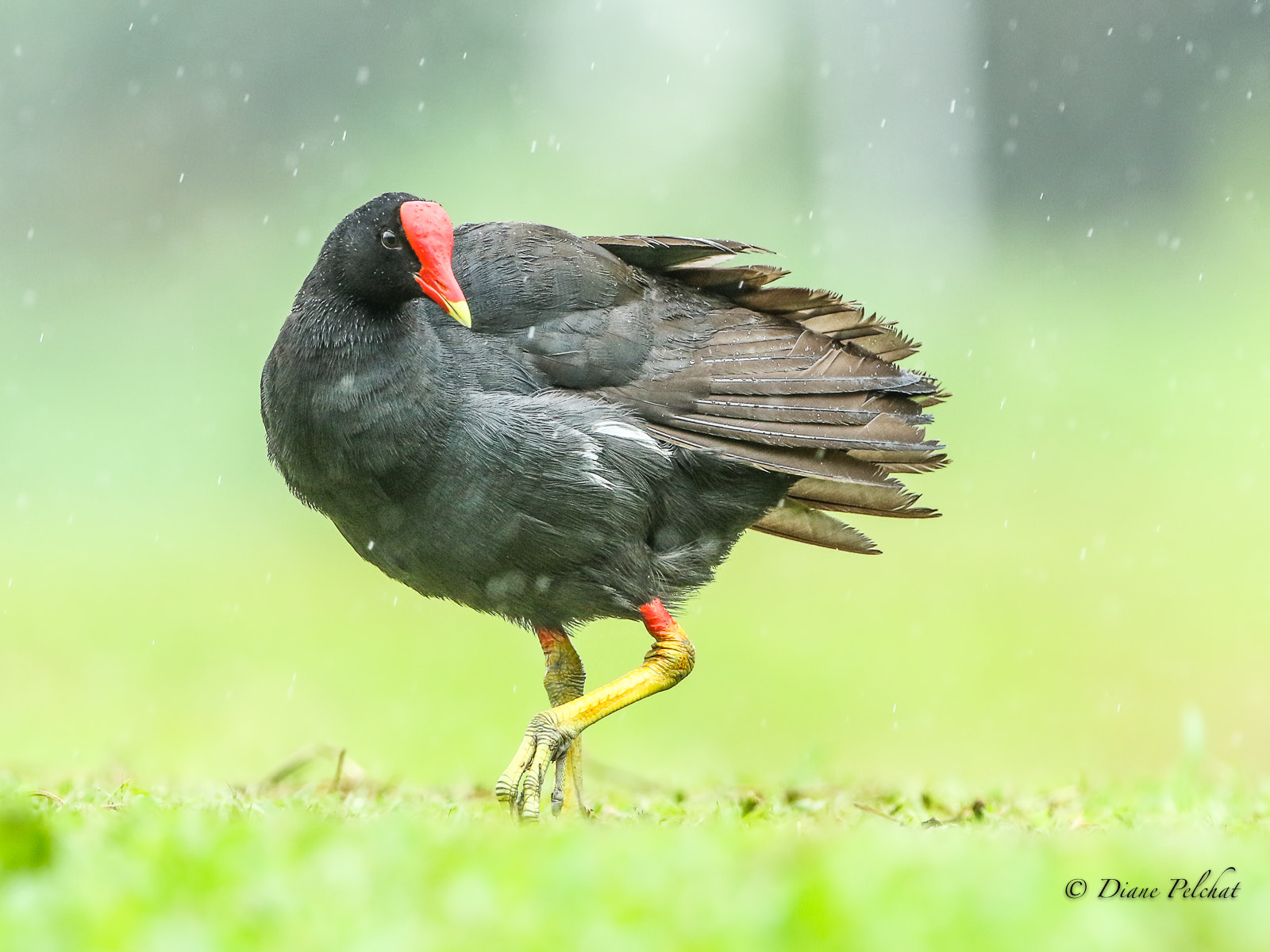 Canon EF 300mm F2.8L IS II USM sample photo. Under the rain photography