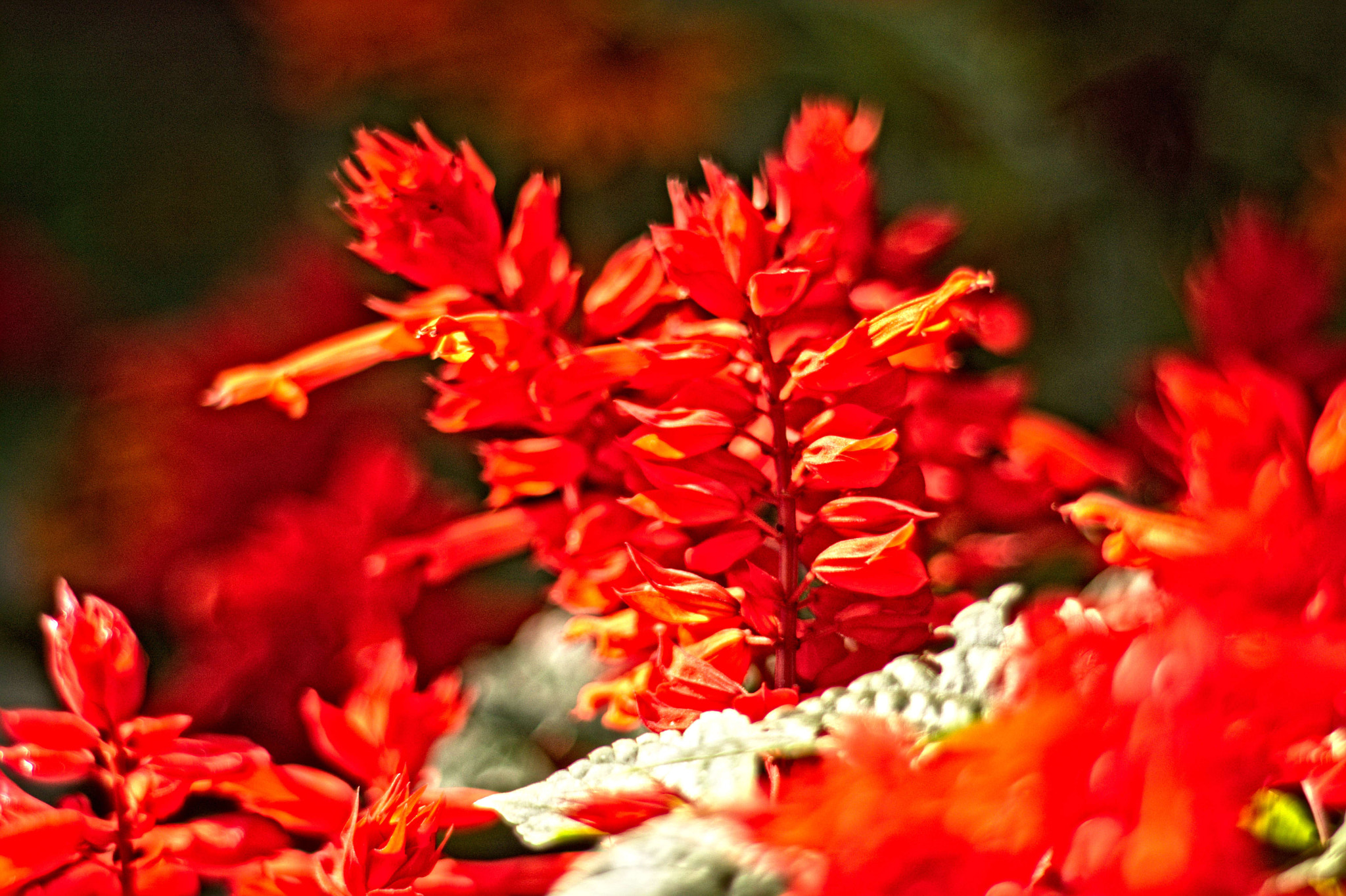 Manual Lens No CPU sample photo. Feuersalbei photography