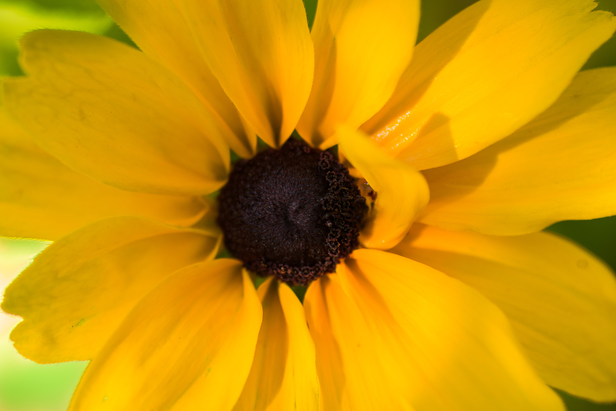 Canon EOS 70D + Tamron SP AF 90mm F2.8 Di Macro sample photo. Yellow flower photography