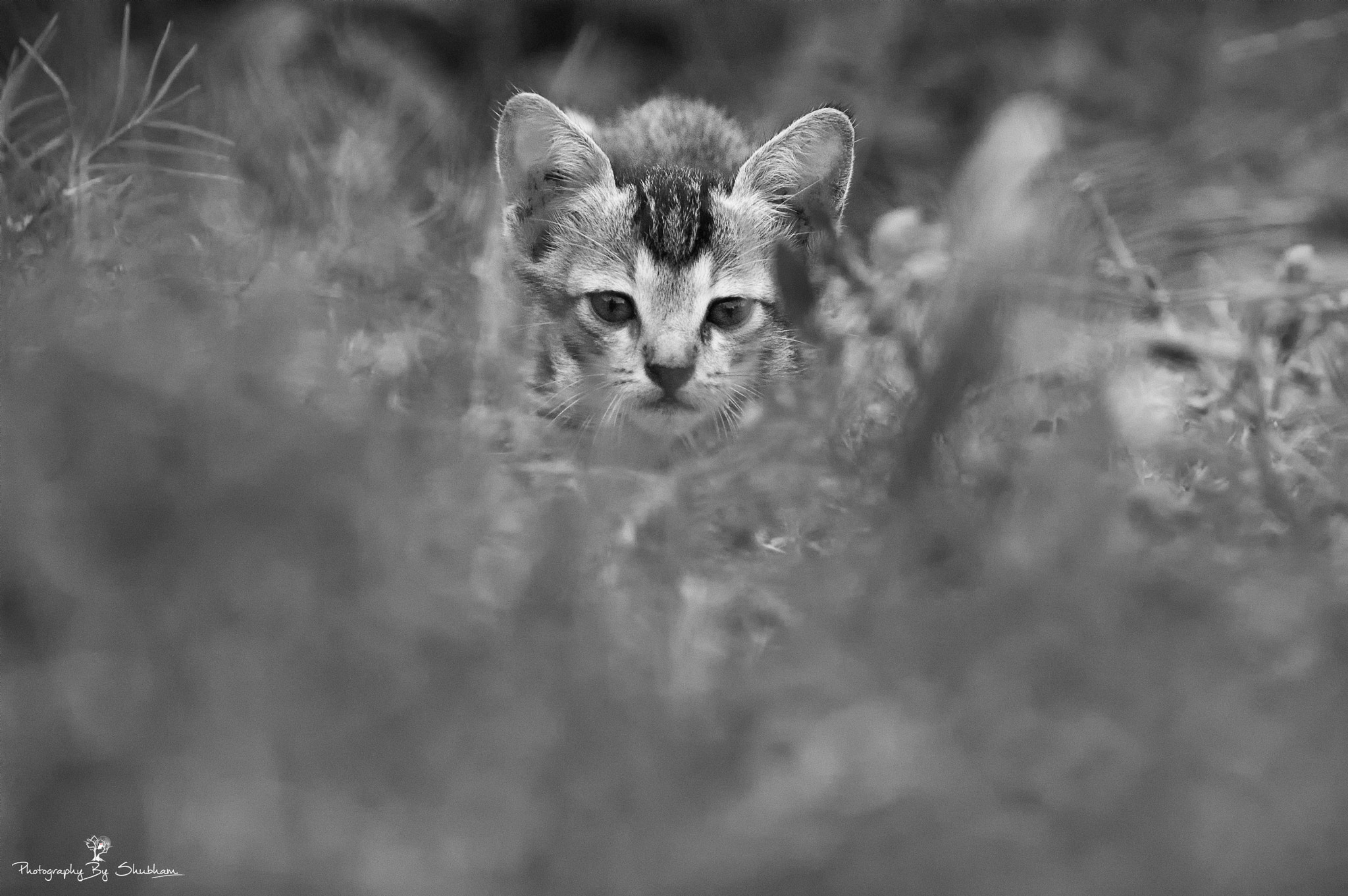 Nikon D70s sample photo. Innocence with wilderness photography