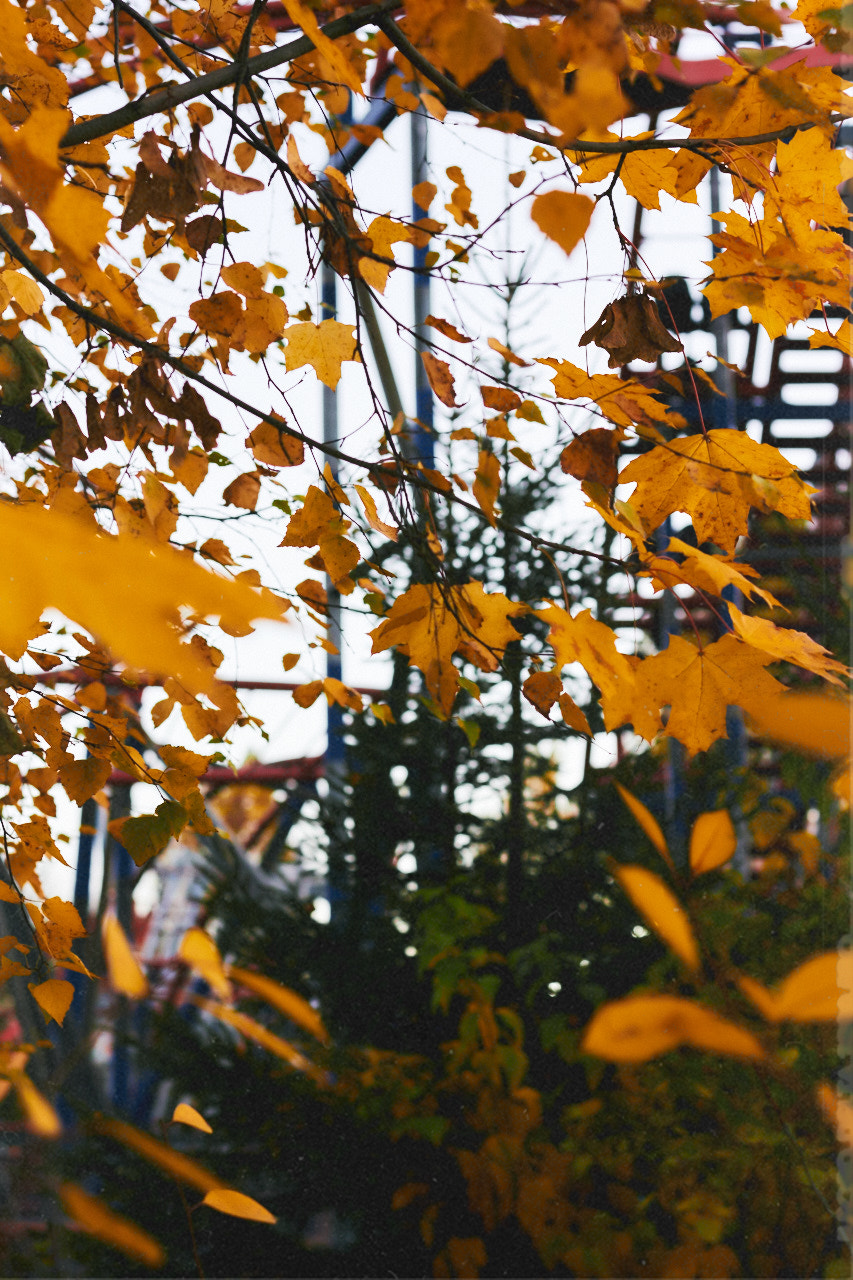 Canon EF 50mm F1.4 USM sample photo. Img photography