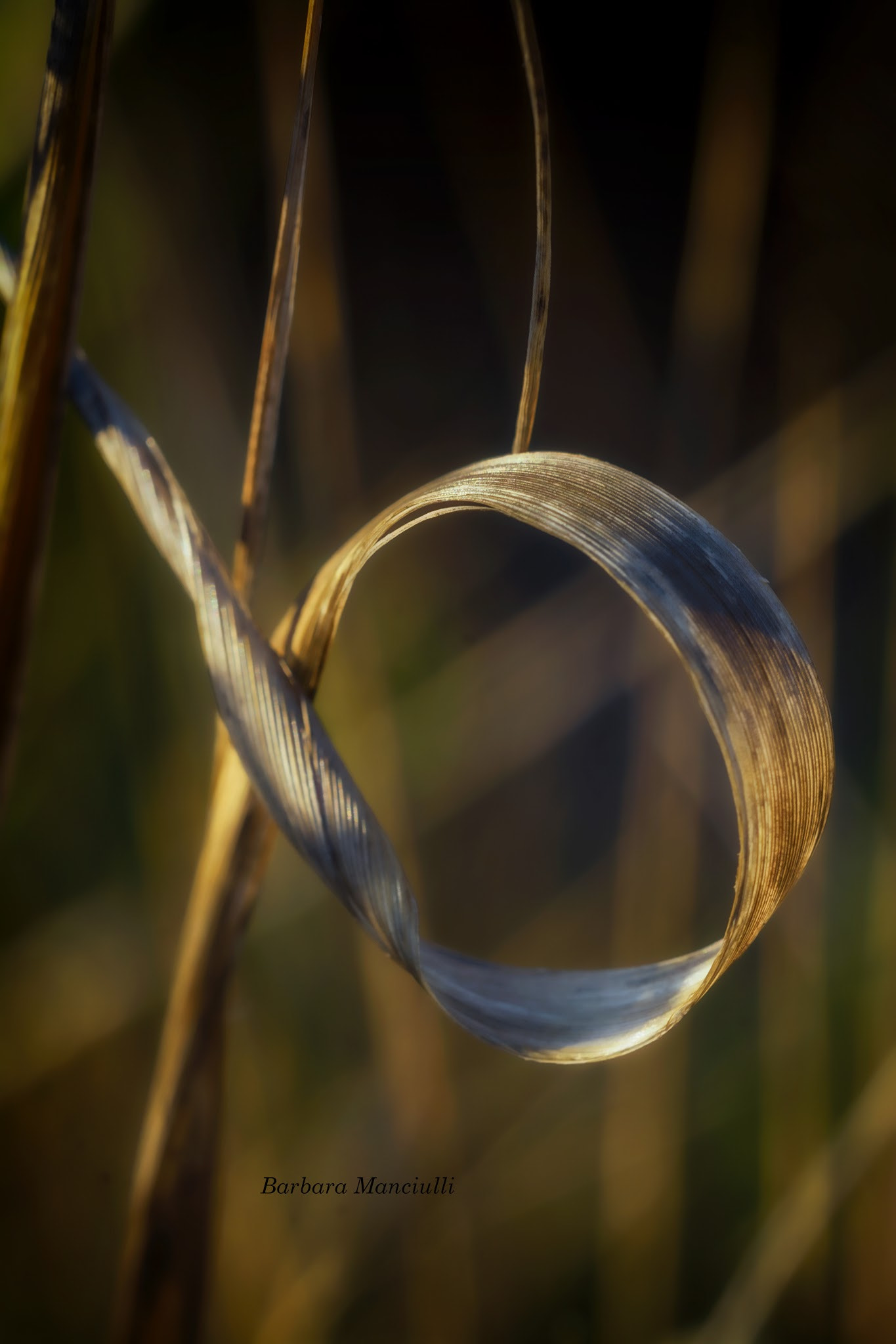 Sigma 150mm F2.8 EX DG OS Macro HSM sample photo. Un cerchio che racchiude una storia  photography
