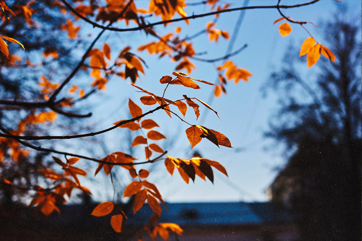 Canon EF 50mm F1.4 USM sample photo. Img photography