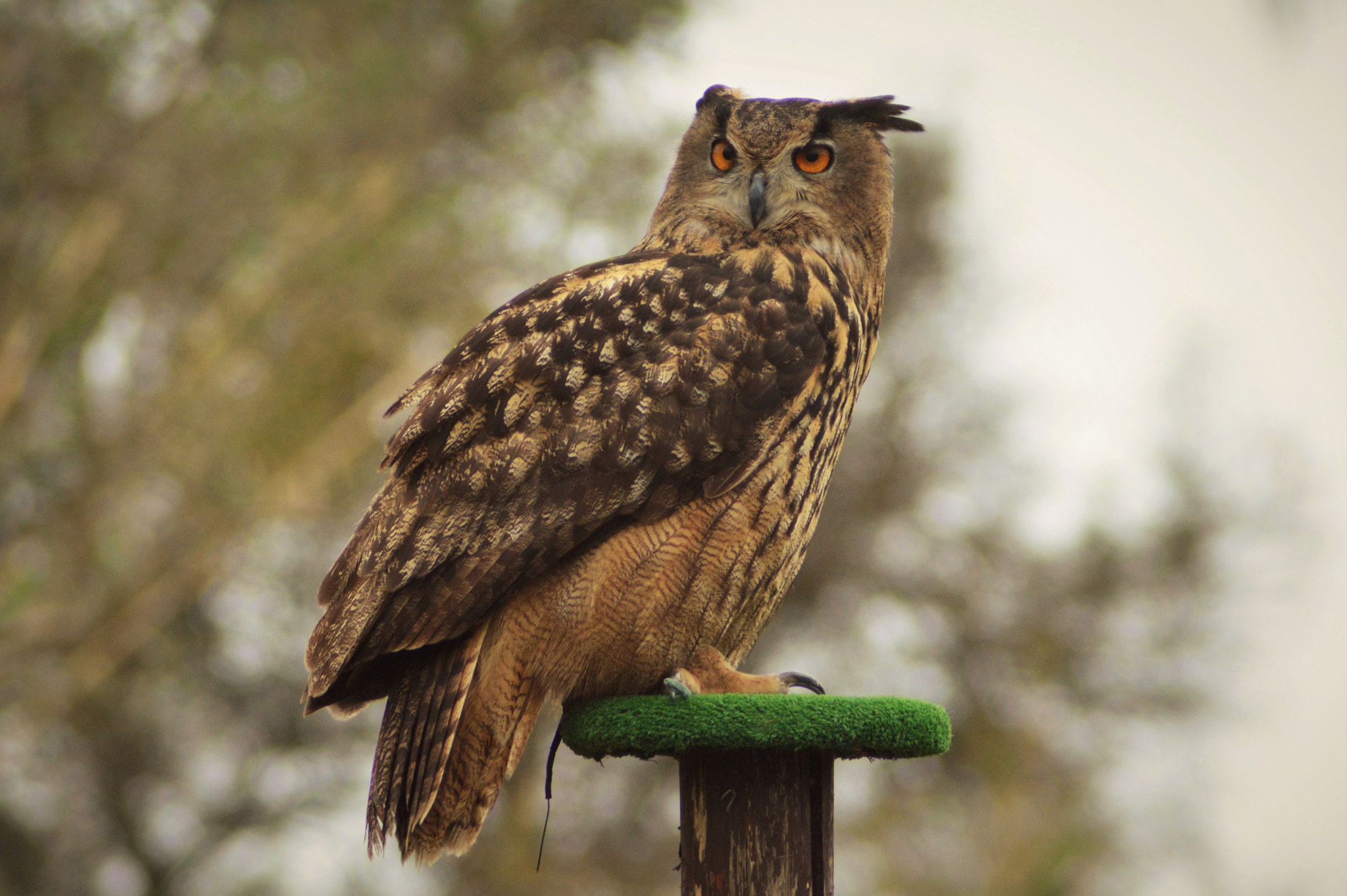 Nikon AF Nikkor 70-300mm F4-5.6G sample photo. The owl photography