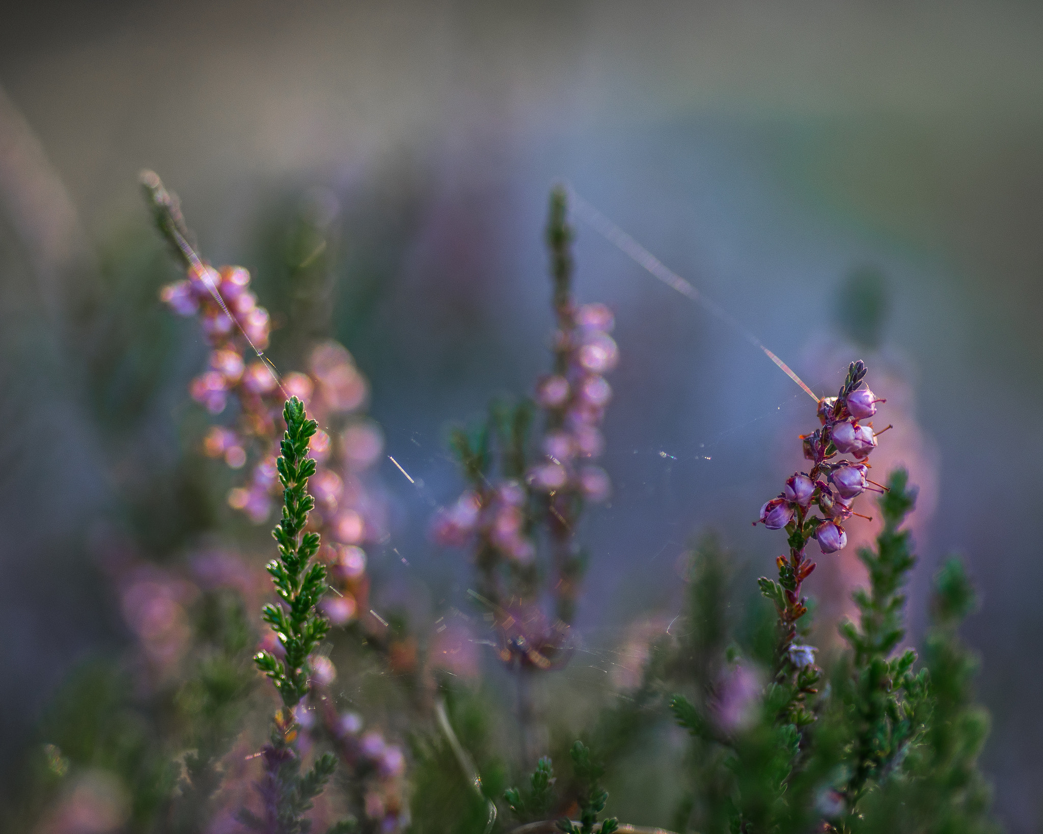 Pentax K-3 II + Tamron SP AF 90mm F2.8 Di Macro sample photo. Heathers photography