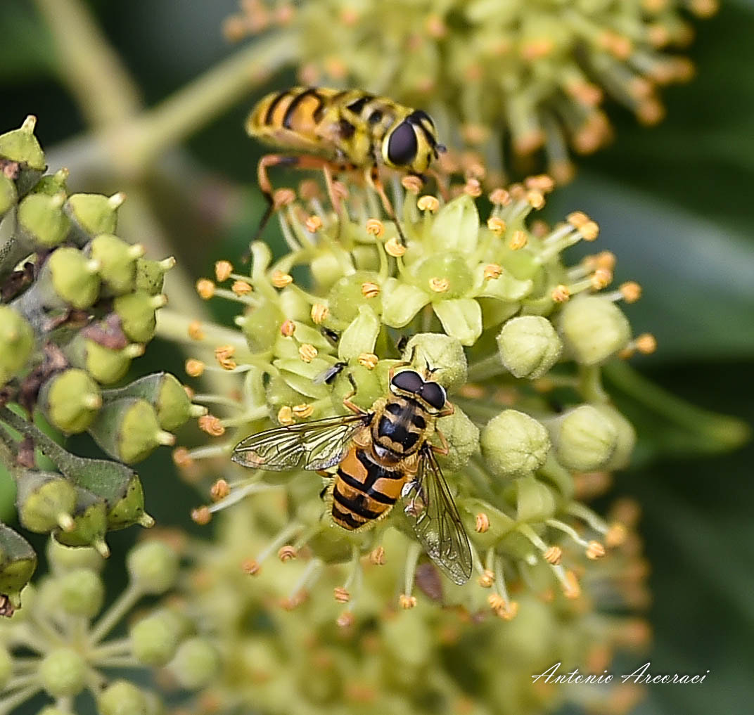 Nikon D4S sample photo. Bees photography