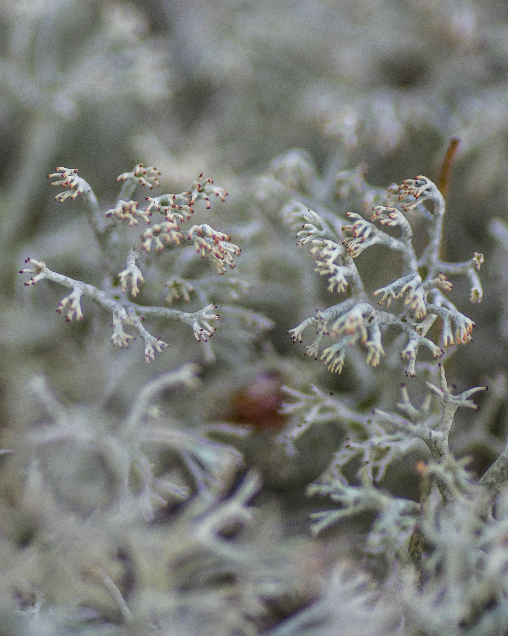 Tamron SP AF 90mm F2.8 Di Macro sample photo. Moss photography