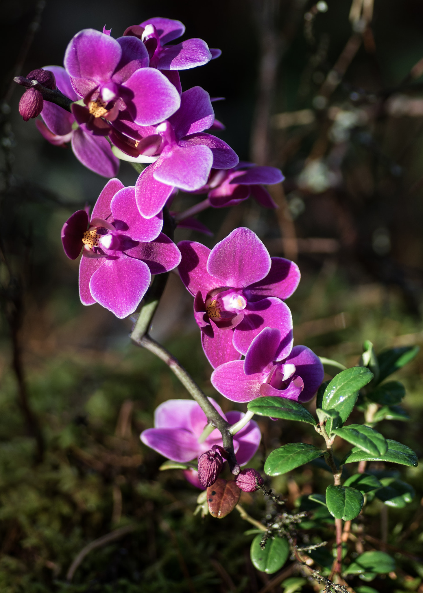 Pentax K-3 II sample photo. Lingonorchids photography