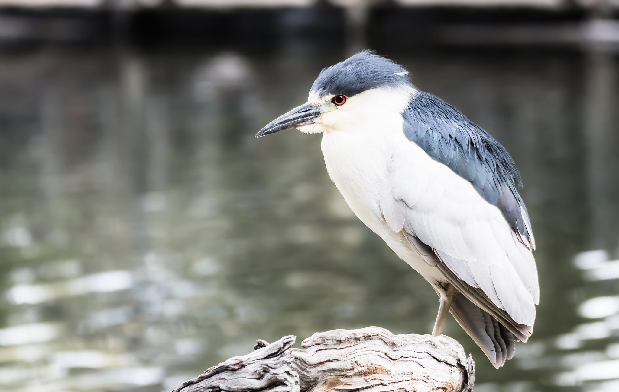 Tamron SP 35mm F1.8 Di VC USD sample photo. Bird photography