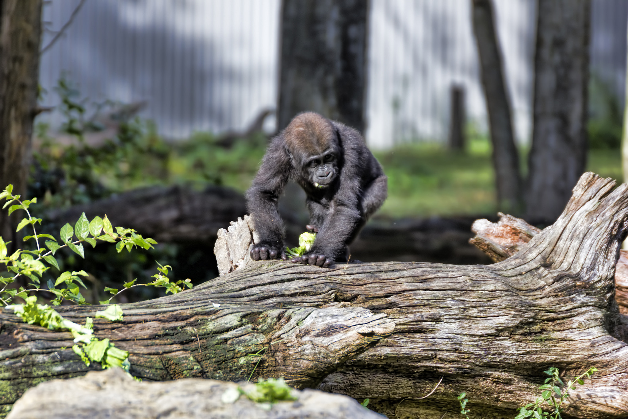 Tamron SP 35mm F1.8 Di VC USD sample photo. Img photography