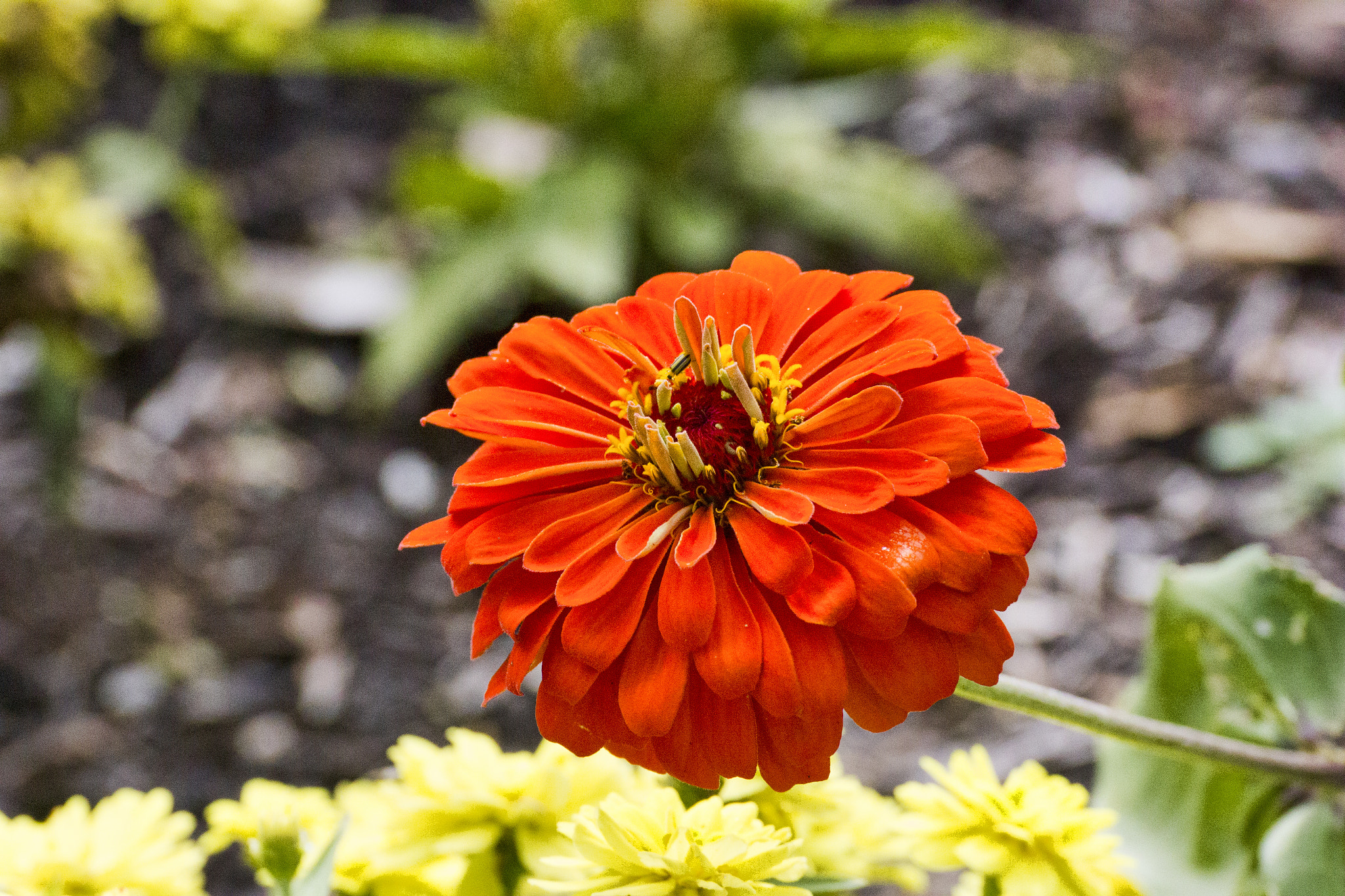 Tamron SP 35mm F1.8 Di VC USD sample photo. Img photography