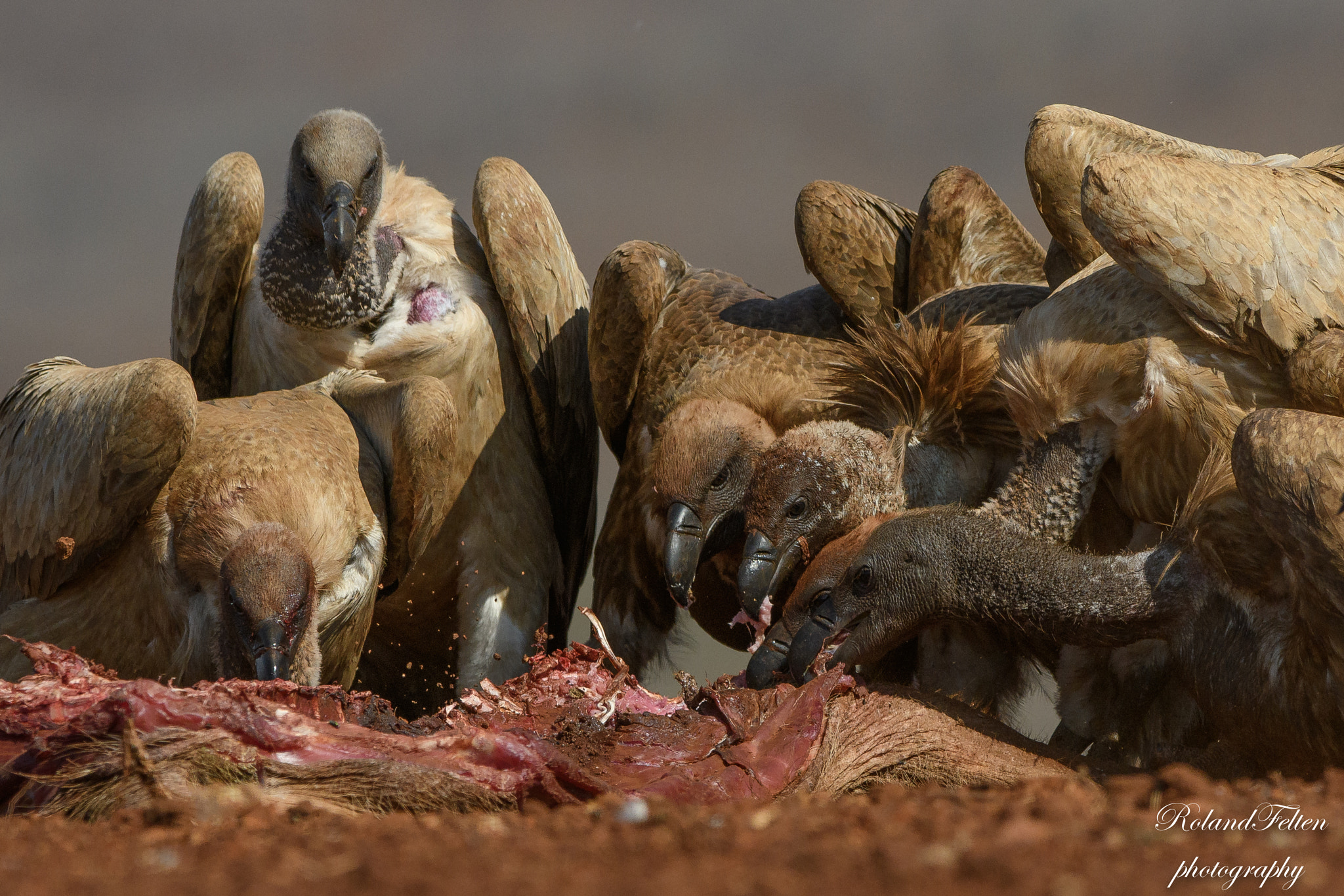 Nikon AF-S Nikkor 200-400mm F4G ED-IF VR sample photo. Feeding frenzy photography