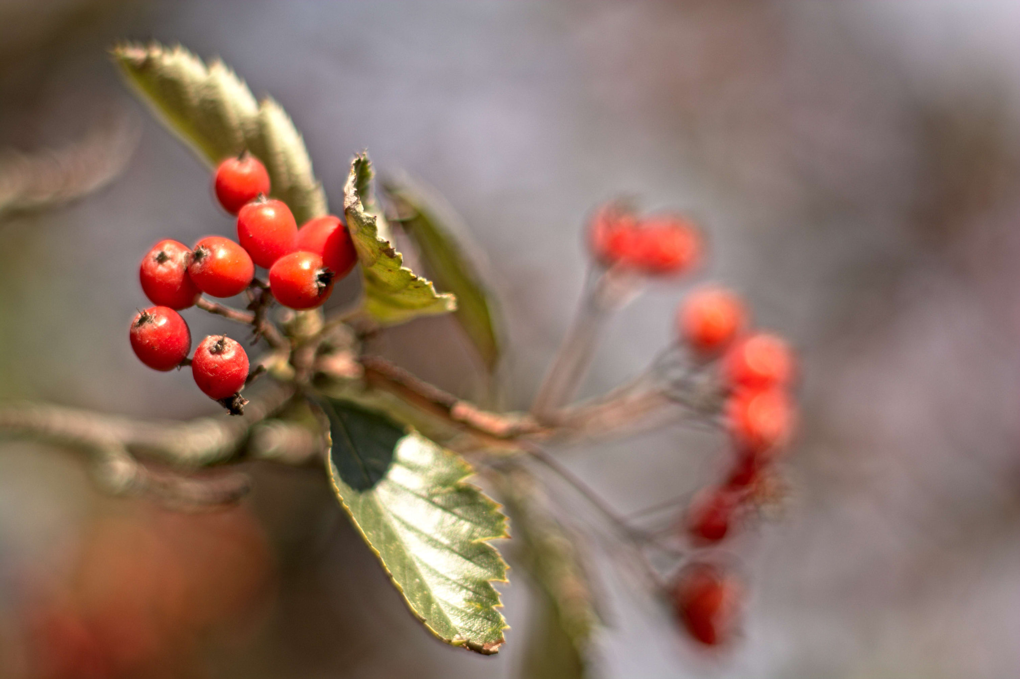 Nikon D7100 + Manual Lens No CPU sample photo. Red berries photography