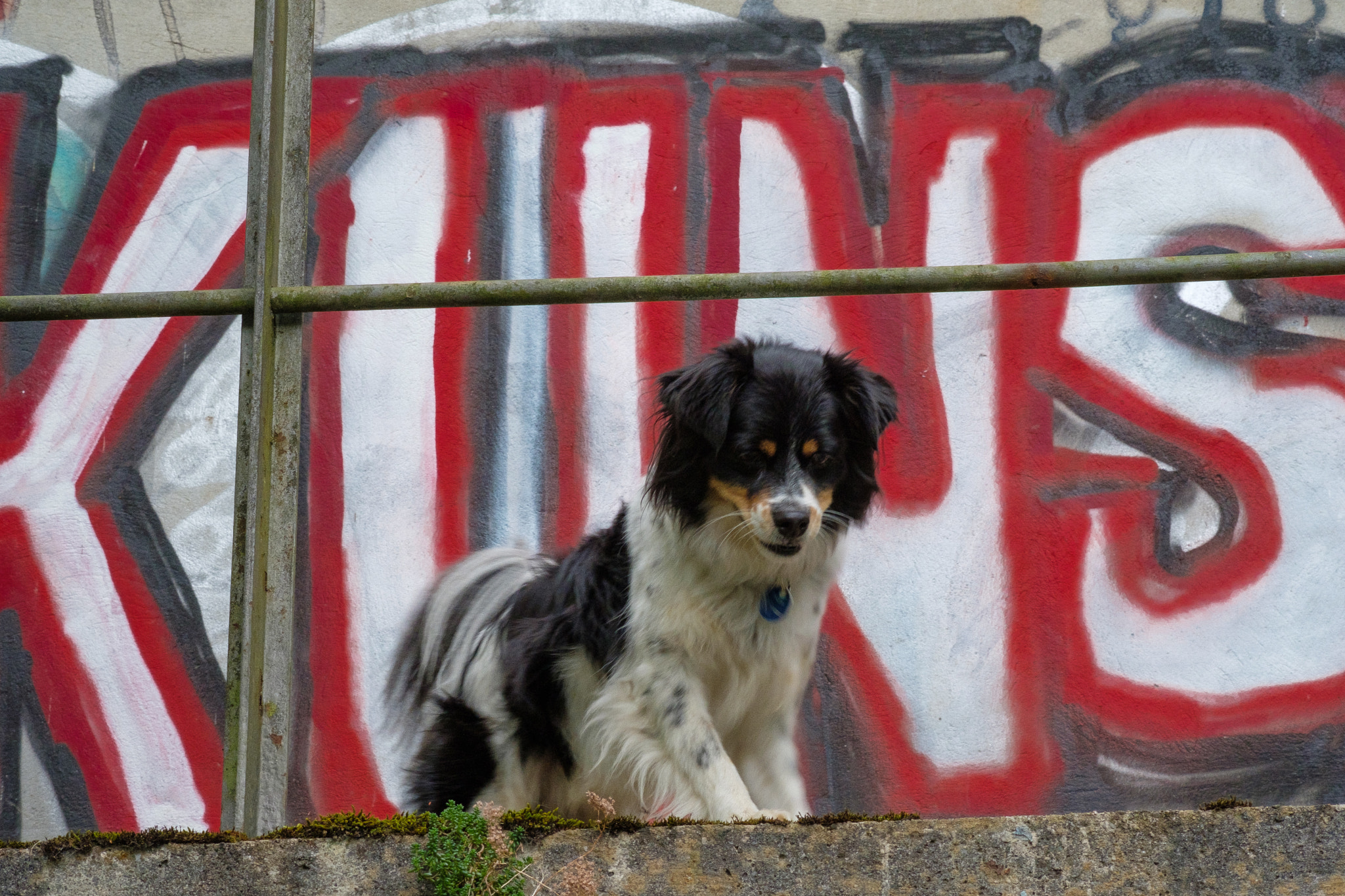 Fujifilm X-Pro2 + Fujifilm XF 60mm F2.4 R Macro sample photo. Duende is looking for photography
