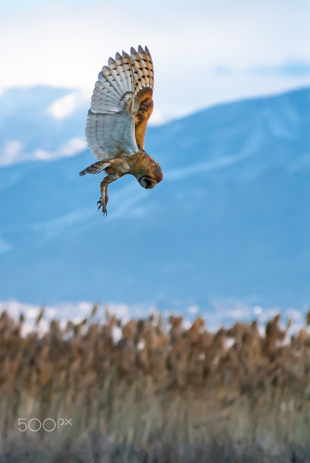 Nikon AF-Nikkor 80-200mm F2.8D ED sample photo. Hunting barn owl photography