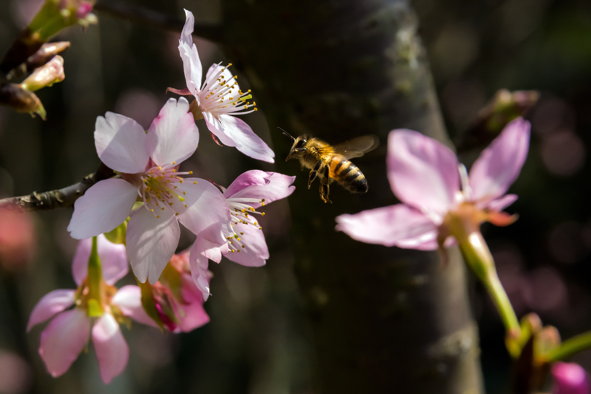 Sigma 17-70mm F2.8-4.5 DC Macro Asp. IF sample photo. One day photography