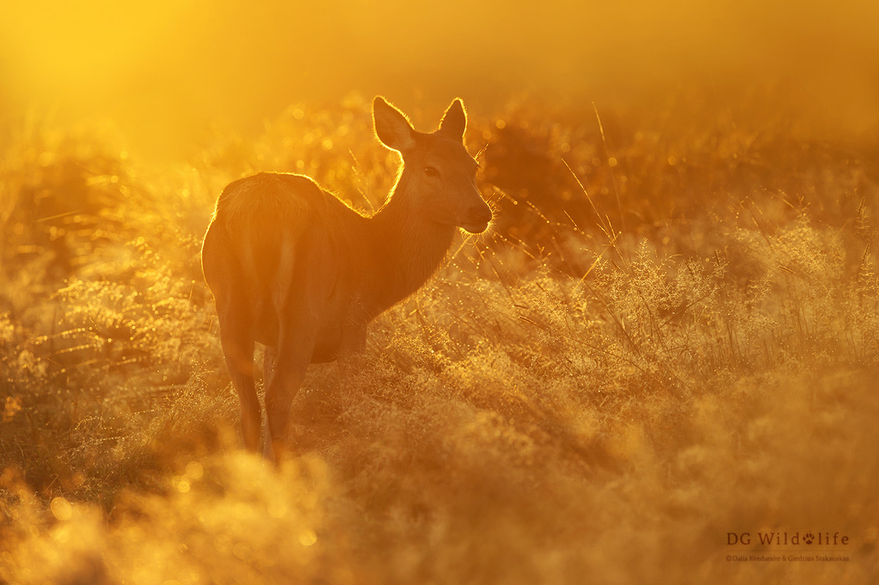 Canon EF 300mm F2.8L IS II USM sample photo. Golden morning photography