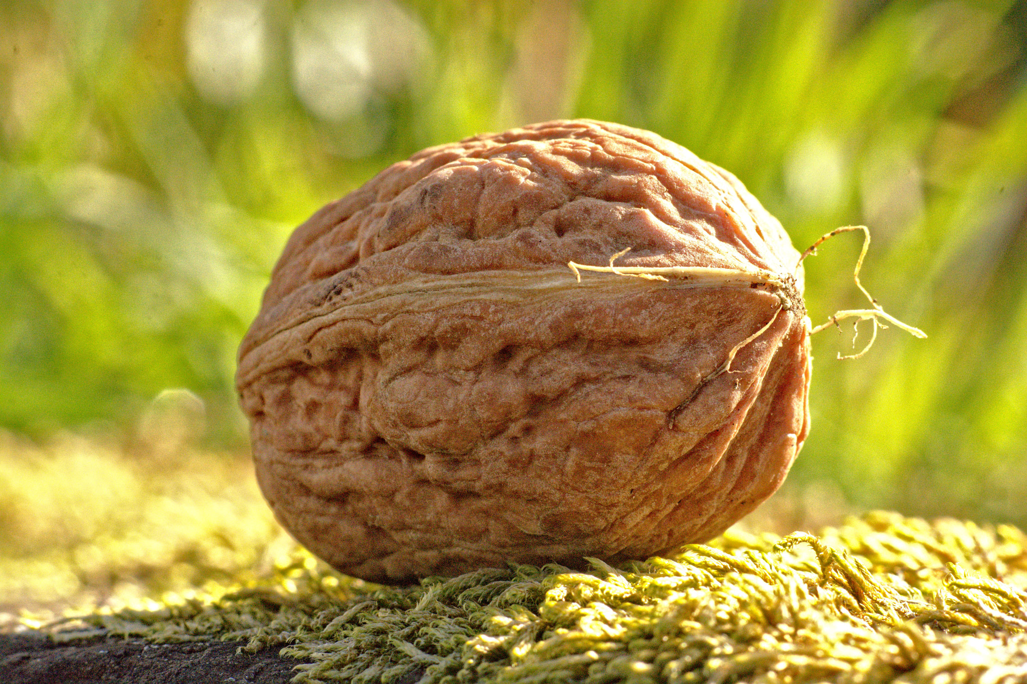 Manual Lens No CPU sample photo. Hello, my name is walnut photography