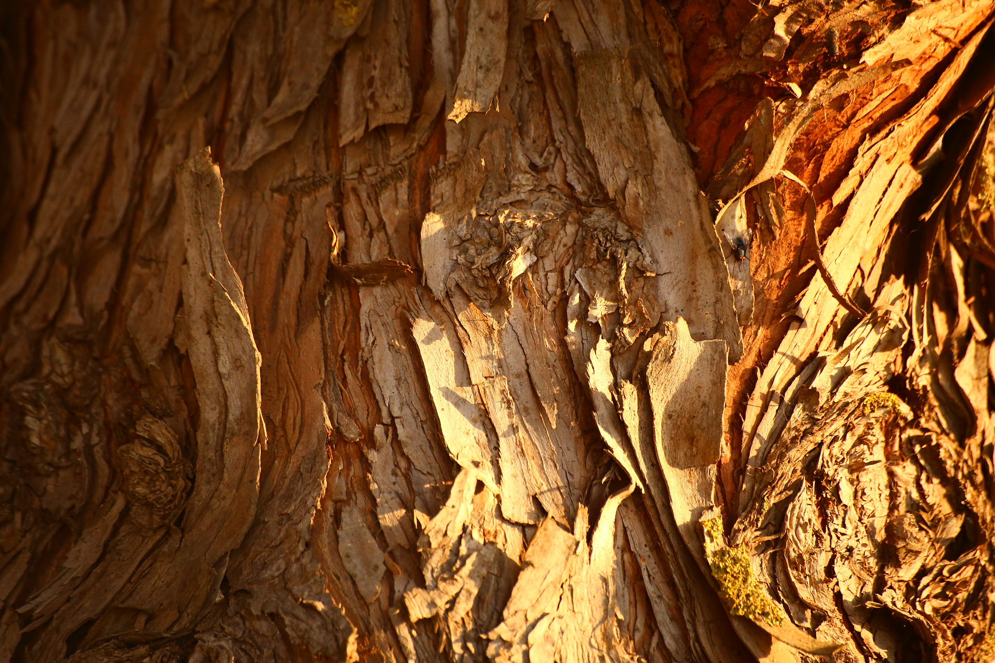 Canon EOS 6D sample photo. Broken tree photography