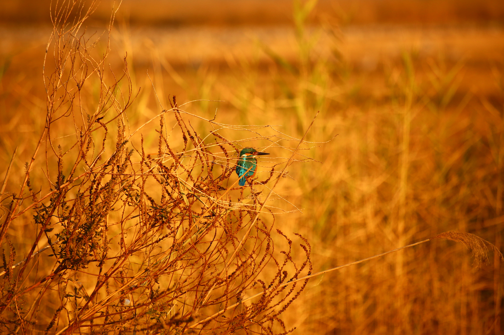 Sigma 70-300mm F4-5.6 APO DG Macro sample photo. Can u see me photography