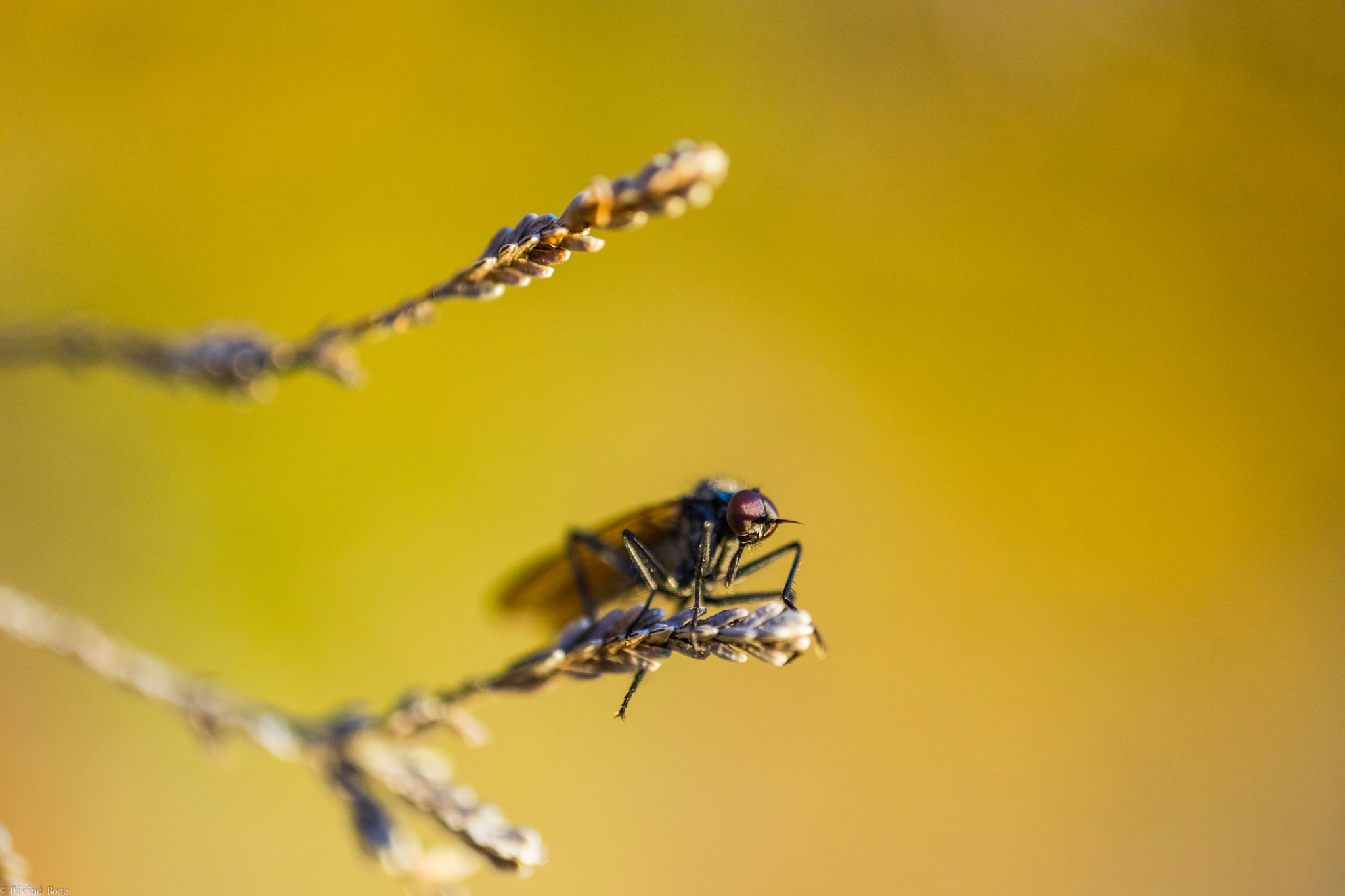 Canon MP-E 65mm F2.5 1-5x Macro Photo sample photo. Cornfly photography