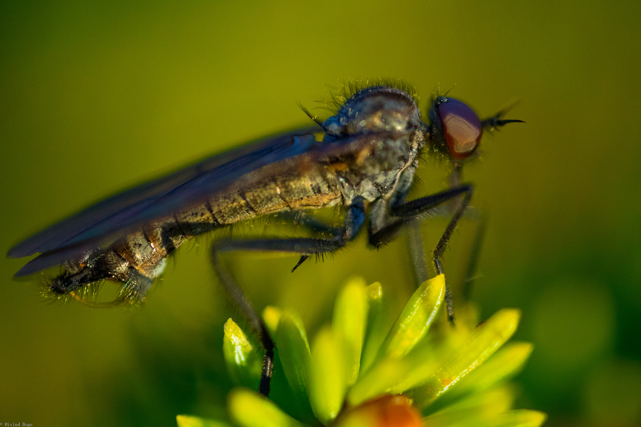 Canon MP-E 65mm F2.5 1-5x Macro Photo sample photo. Fly photography