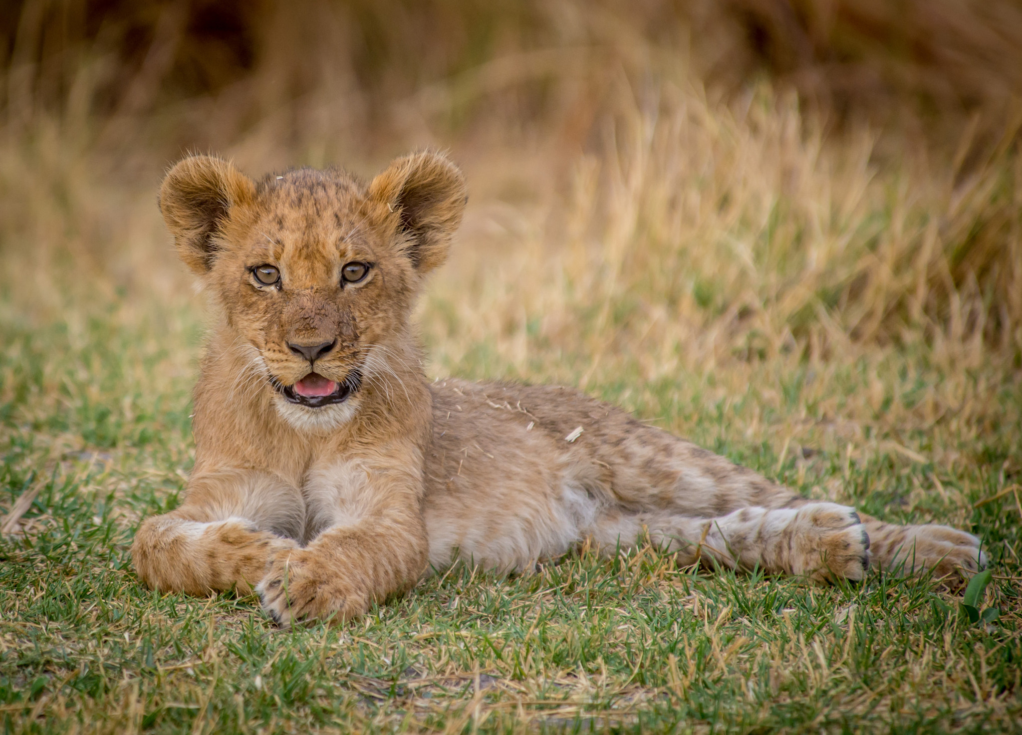 Nikon D600 + Nikon AF Nikkor 80-400mm F4.5-5.6D ED VR sample photo. Golden cub photography