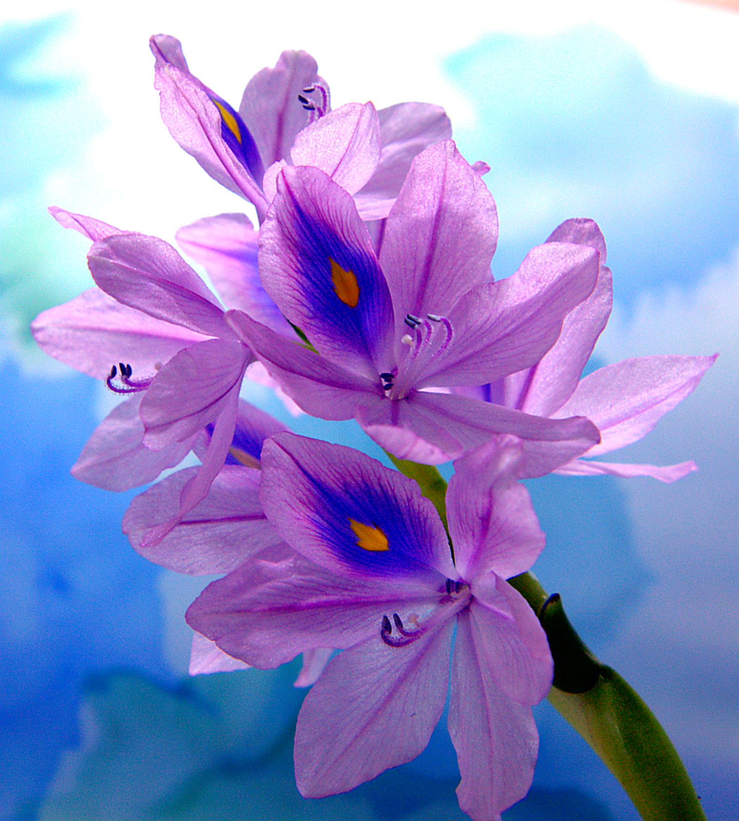 Canon EF-S 17-55mm F2.8 IS USM sample photo. Water hyacinth. photography
