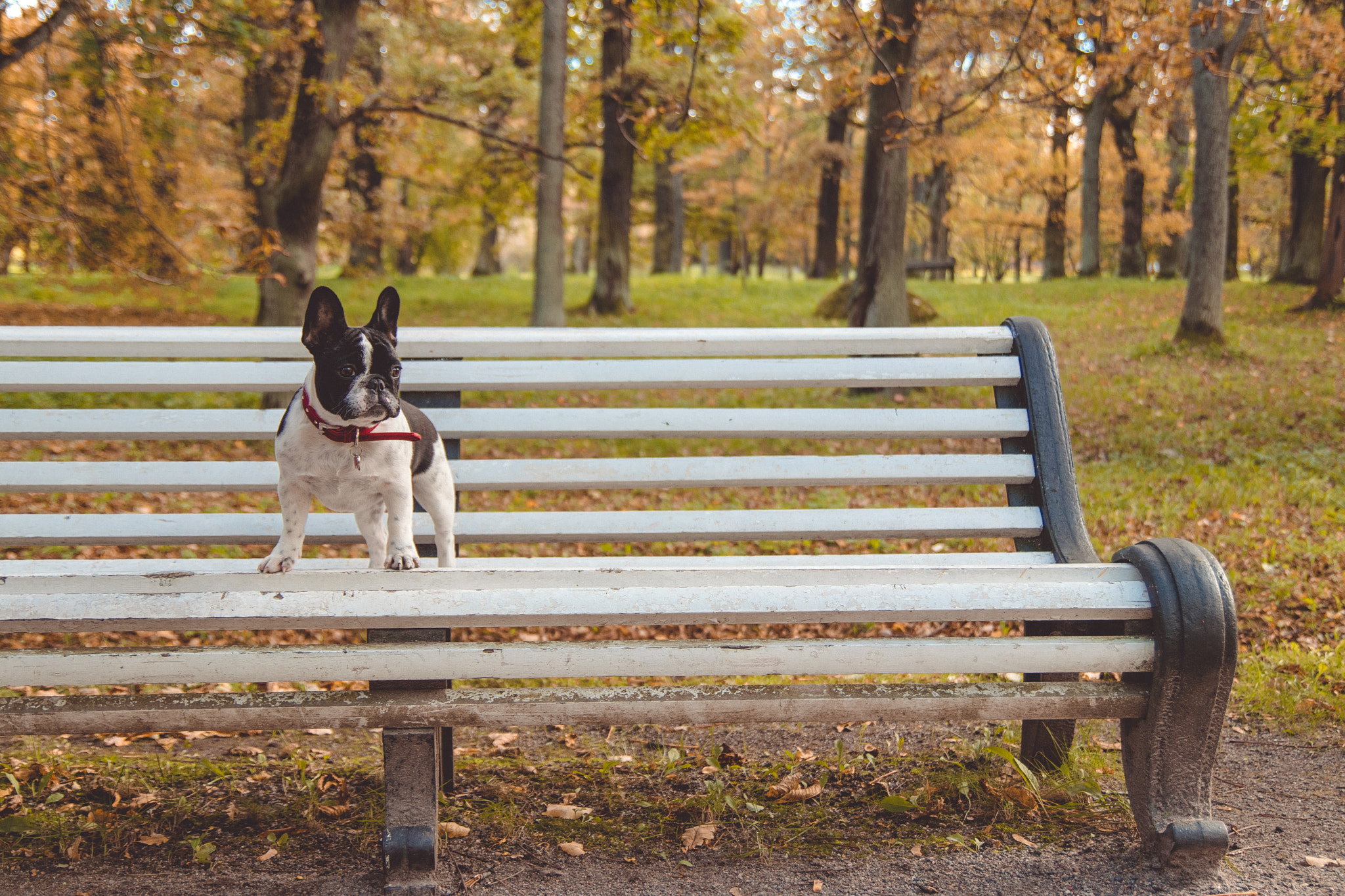 Tamron SP AF 17-50mm F2.8 XR Di II LD Aspherical (IF) sample photo. French bulldog photography