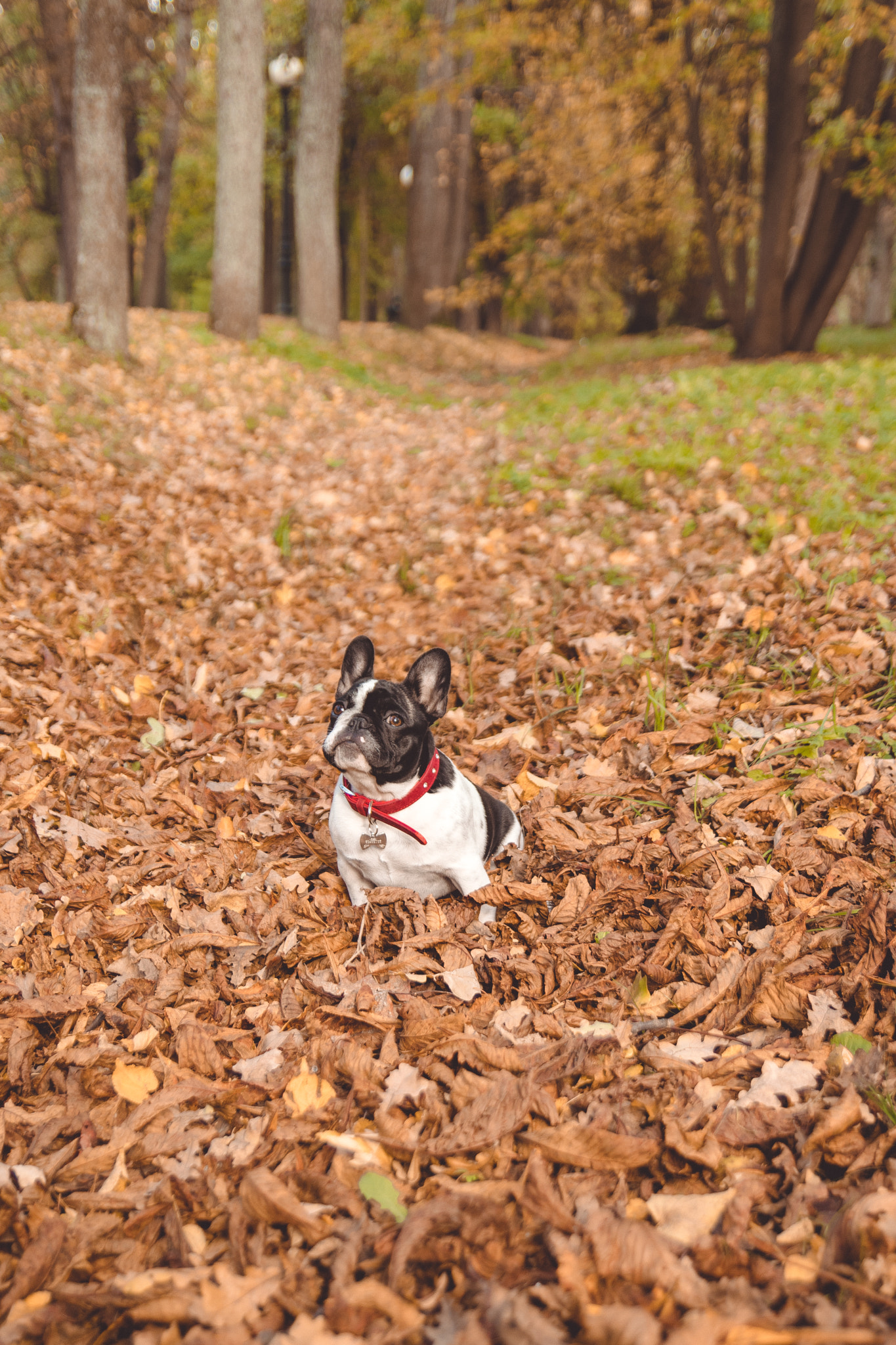 Tamron SP AF 17-50mm F2.8 XR Di II LD Aspherical (IF) sample photo. French bulldog photography