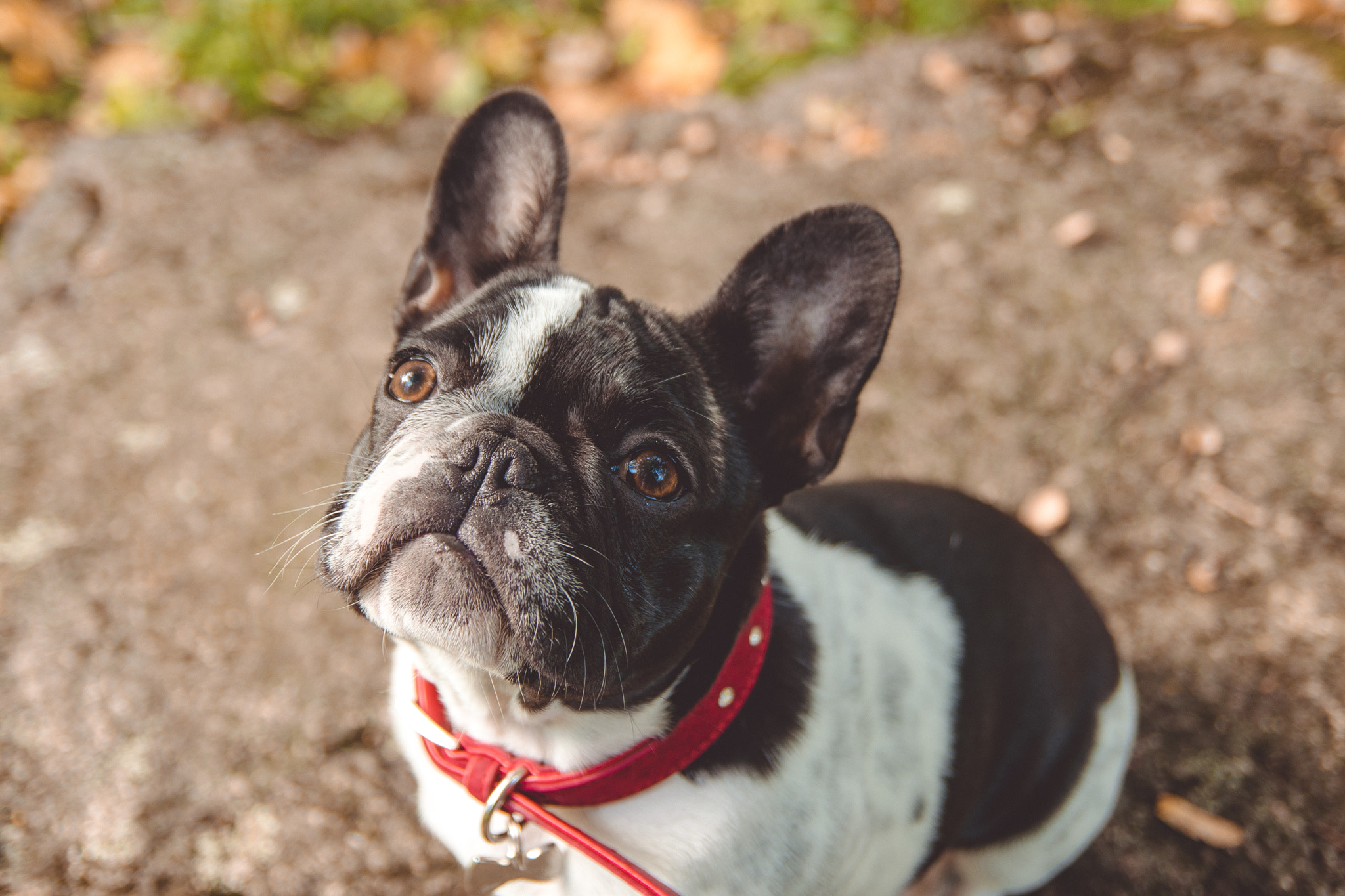 Tamron SP AF 17-50mm F2.8 XR Di II LD Aspherical (IF) sample photo. French bulldog photography