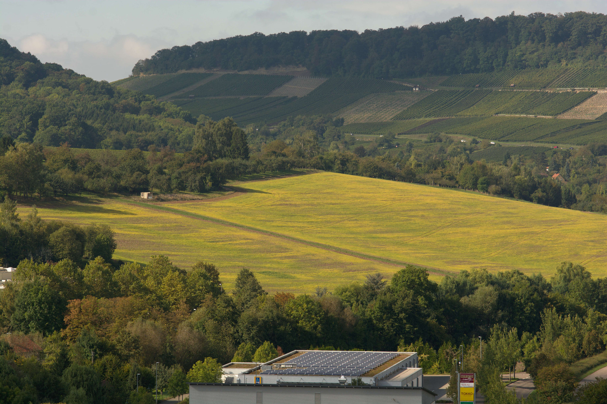 Nikon D7100 + Manual Lens No CPU sample photo. Field of green photography