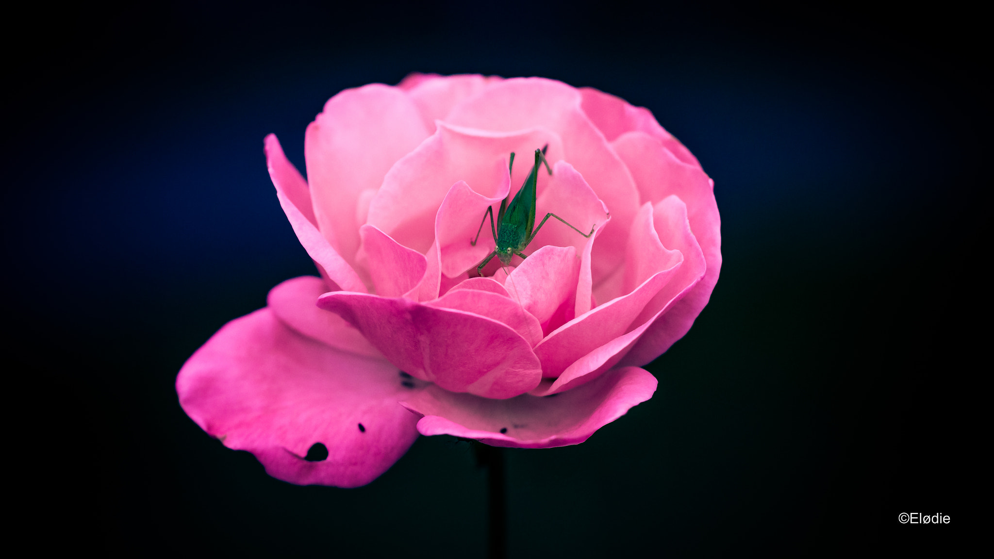 Canon EF 100mm F2.8L Macro IS USM sample photo. La sauterelle et la rose photography