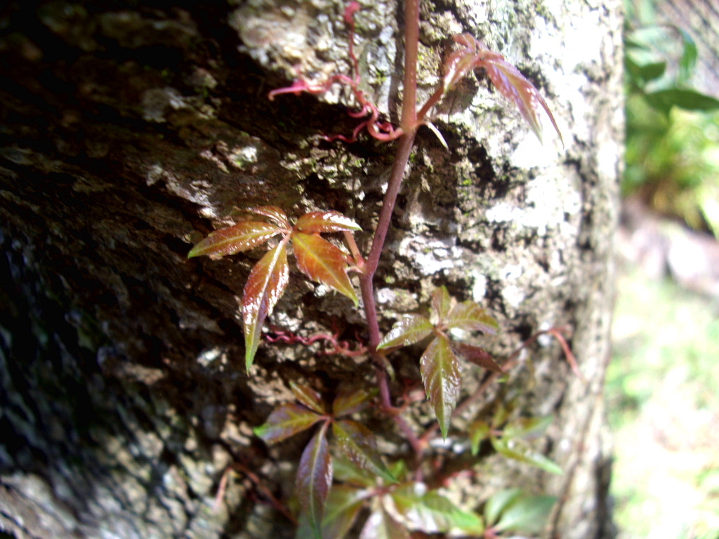 Pentax OPTIO A10 sample photo. New growth photography