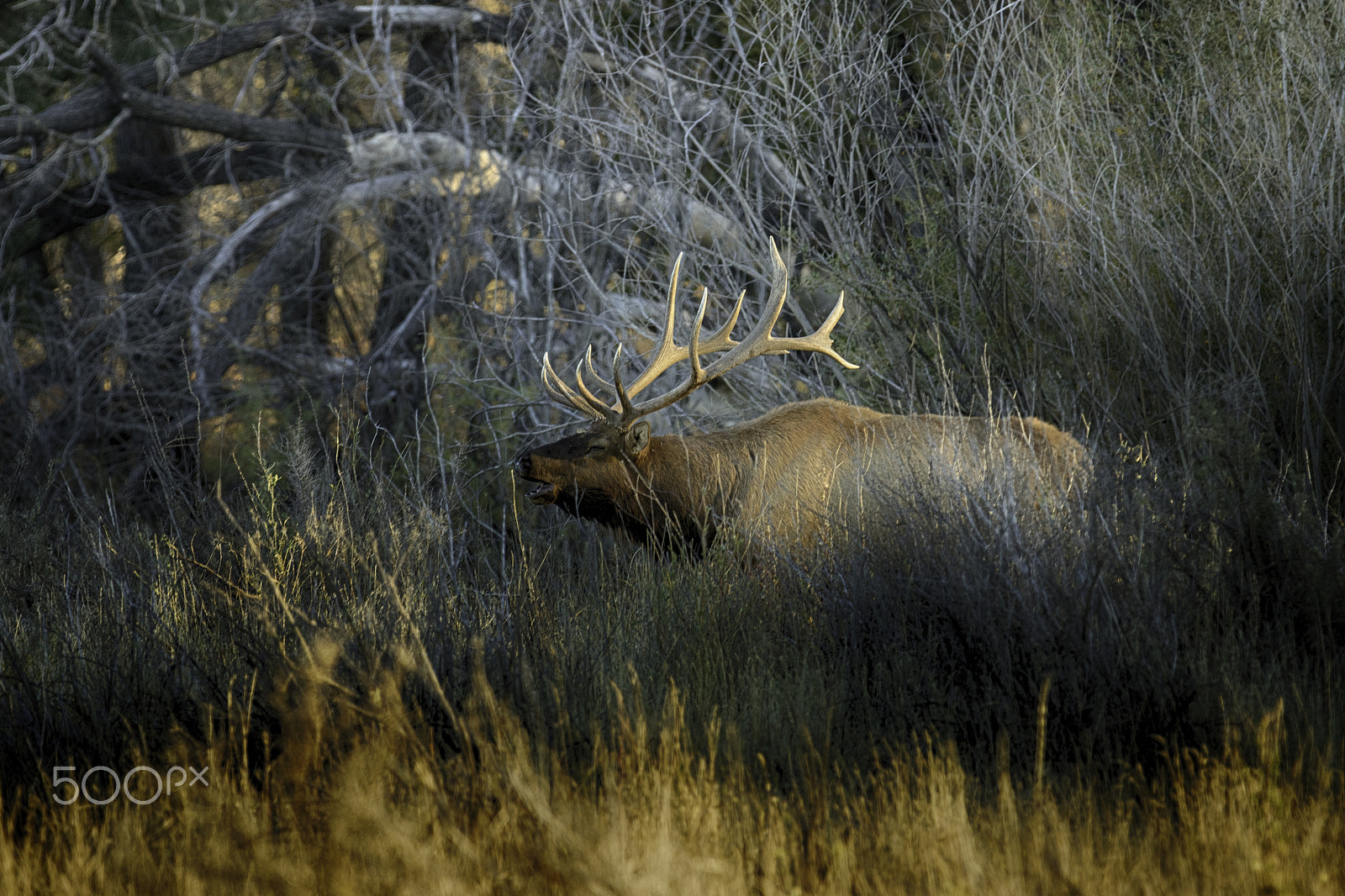 Canon EOS 7D Mark II + Canon EF 70-200mm F2.8L IS II USM sample photo. Bull elk in shadows photography