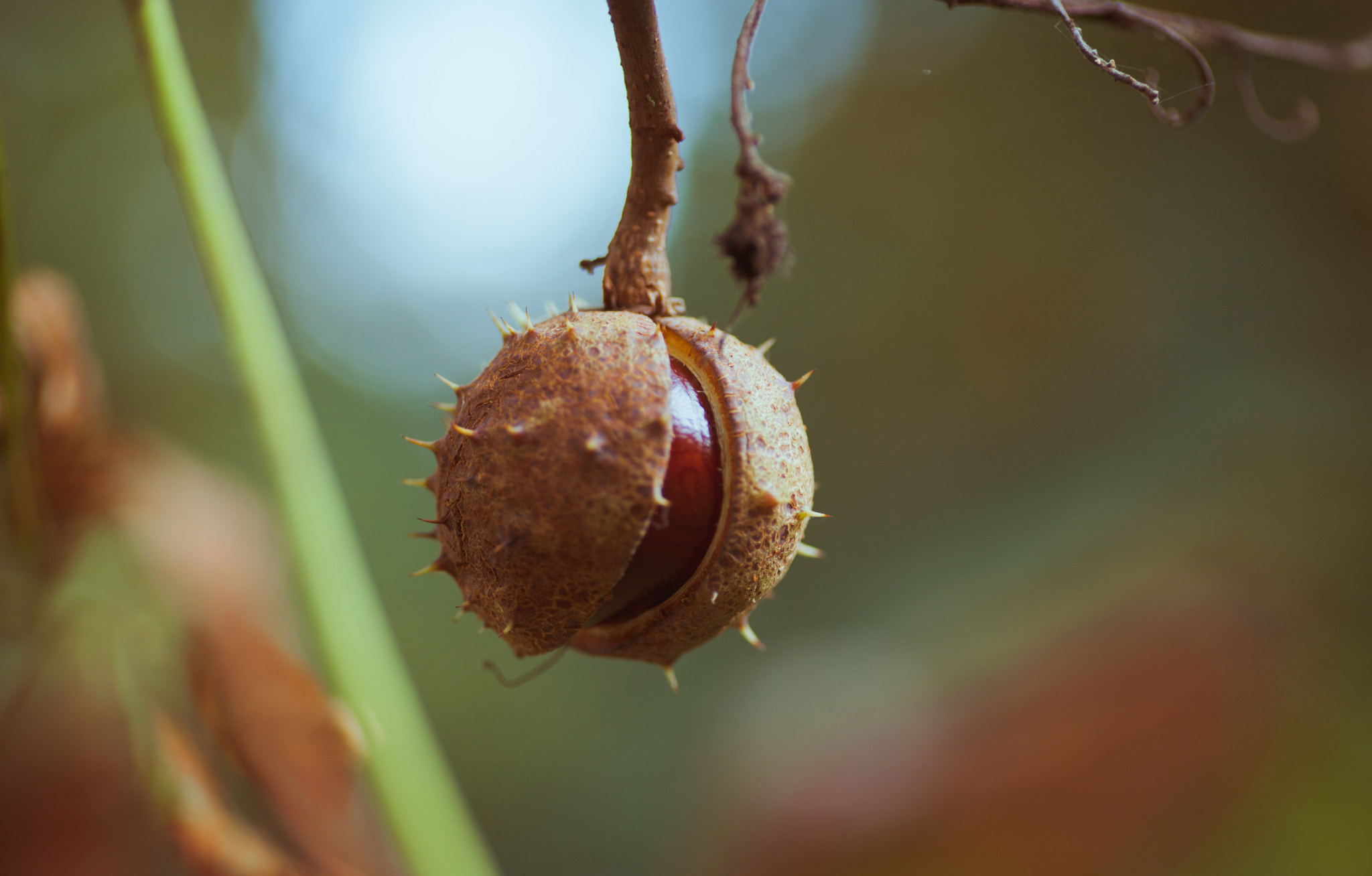 Canon EOS 5D Mark II + Tamron SP AF 90mm F2.8 Di Macro sample photo. Autumnal chestnuts photography