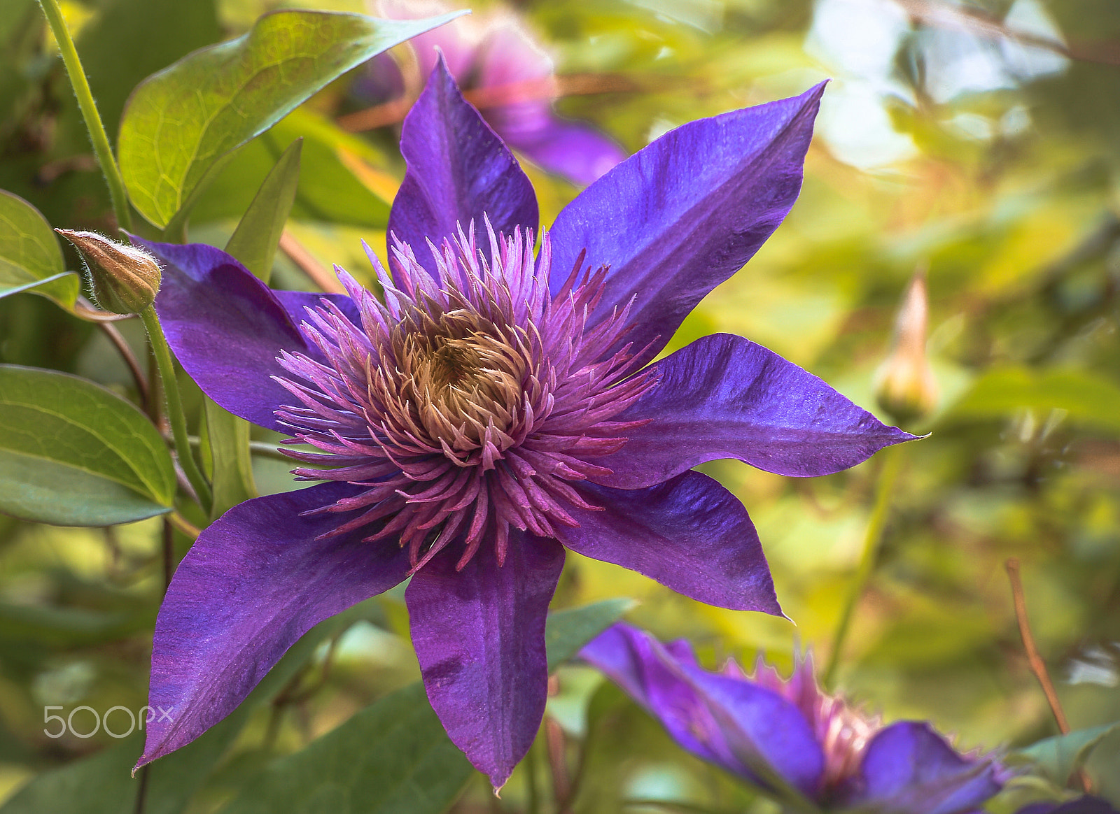 Canon EOS 6D sample photo. Fine clematis 2016 photography