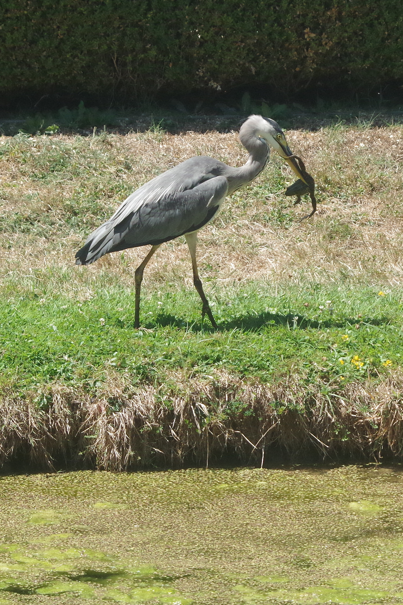 Pentax K-50 sample photo. The heron & the frog photography