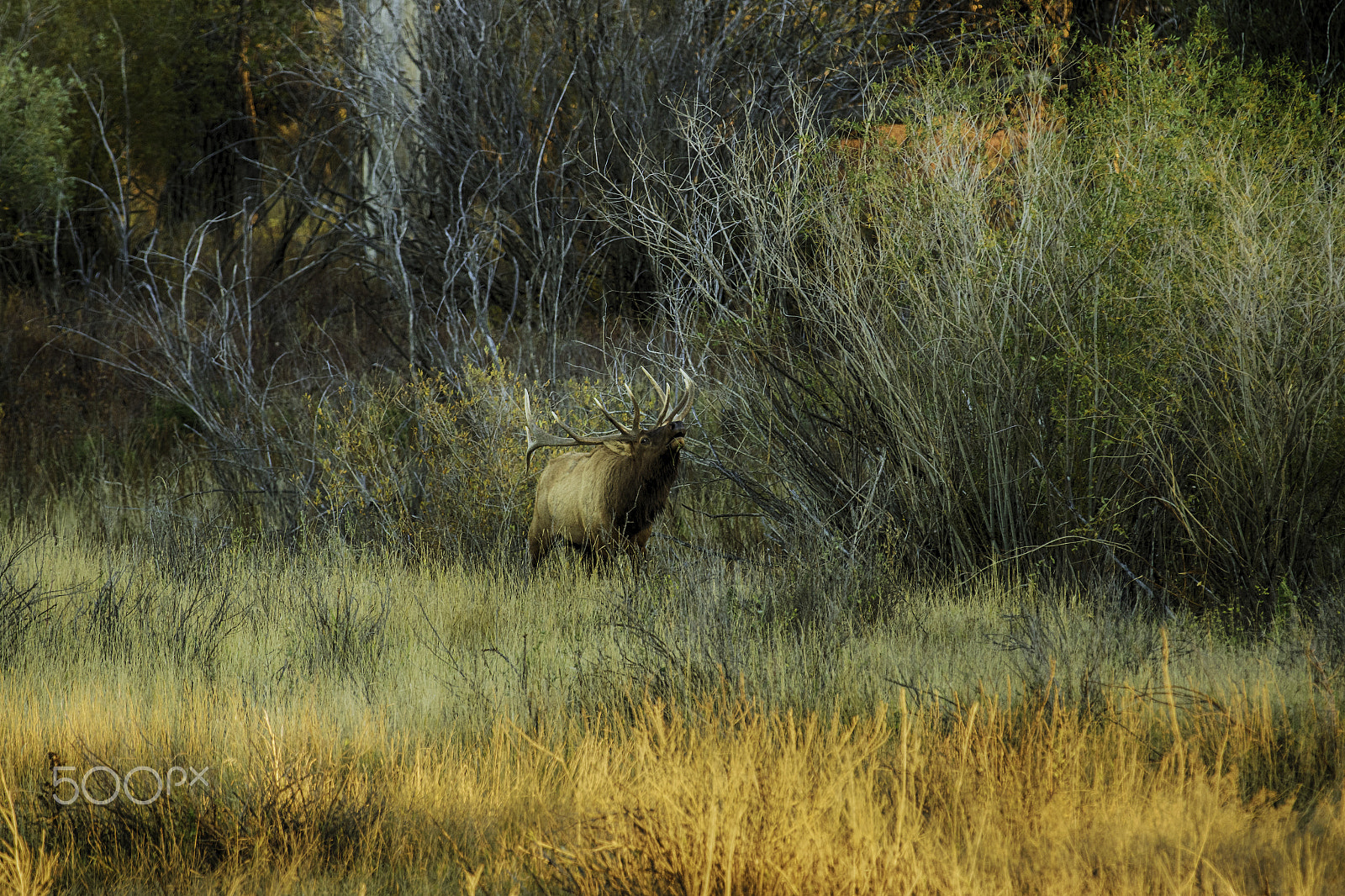 Canon EOS 7D Mark II + Canon EF 70-200mm F2.8L IS II USM sample photo. Bugling elk photography