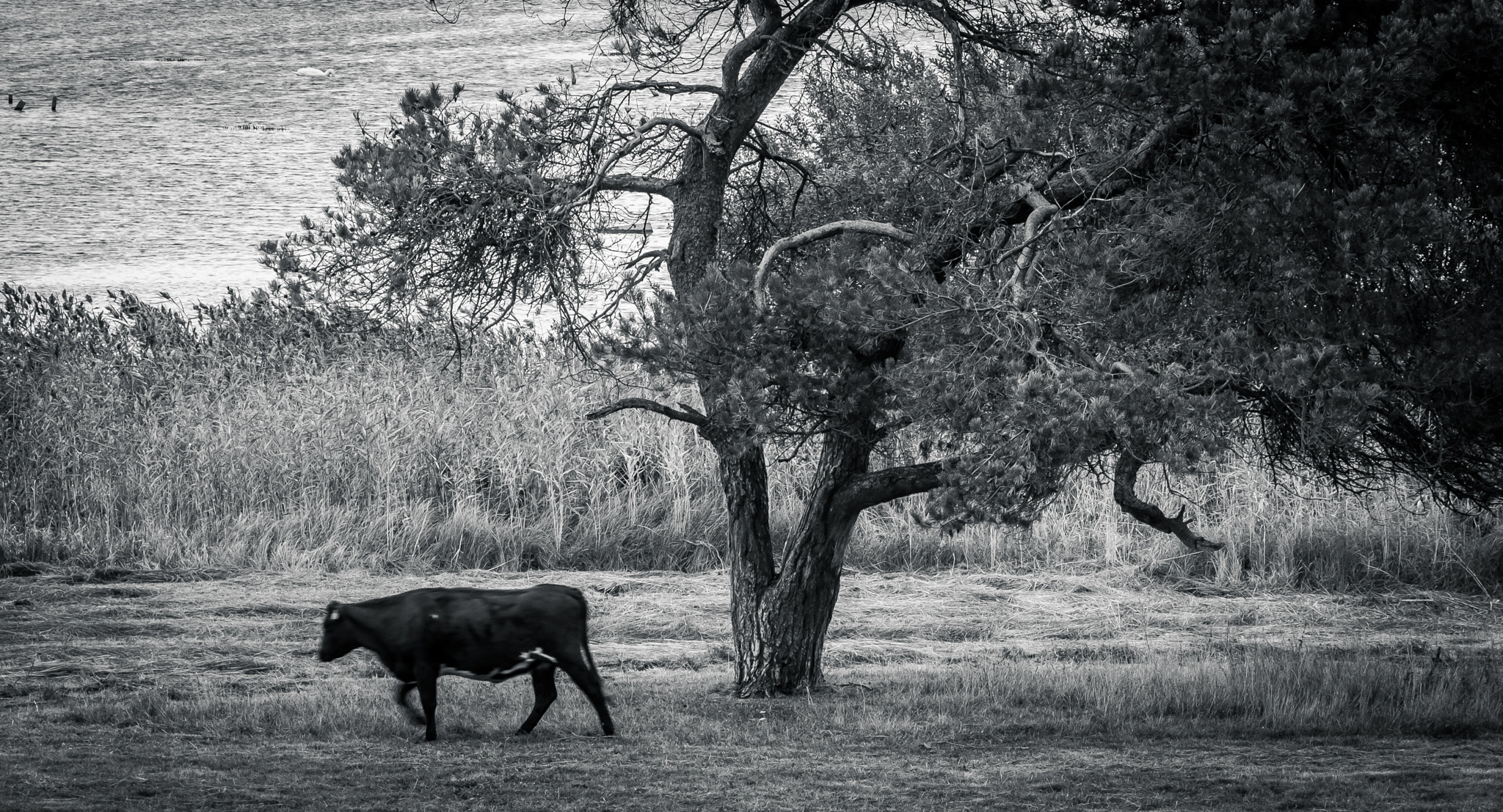 Fujifilm X-E1 + Fujifilm XF 55-200mm F3.5-4.8 R LM OIS sample photo. Cow photography