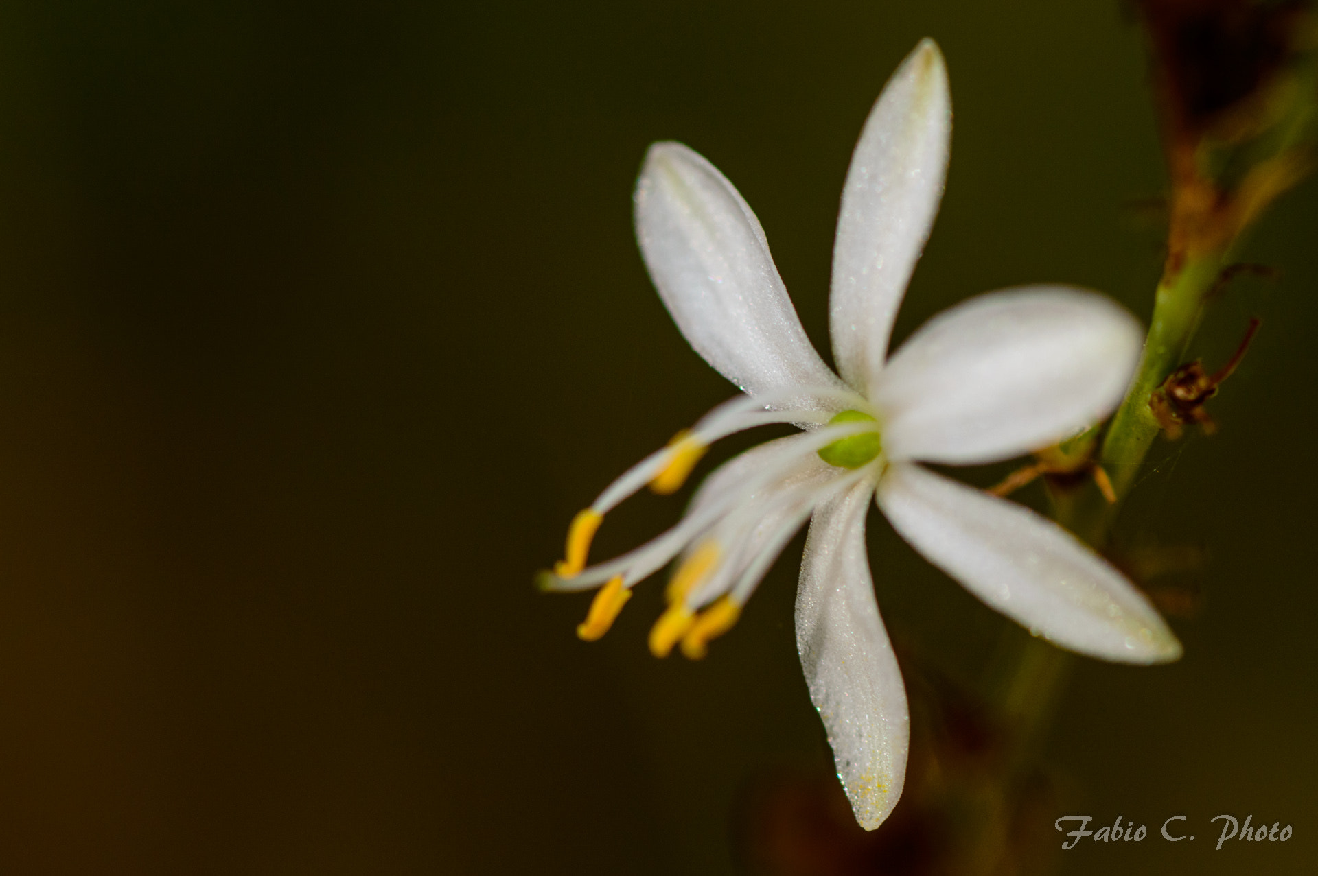 Nikon AF-S Micro-Nikkor 105mm F2.8G IF-ED VR sample photo. A part of life photography