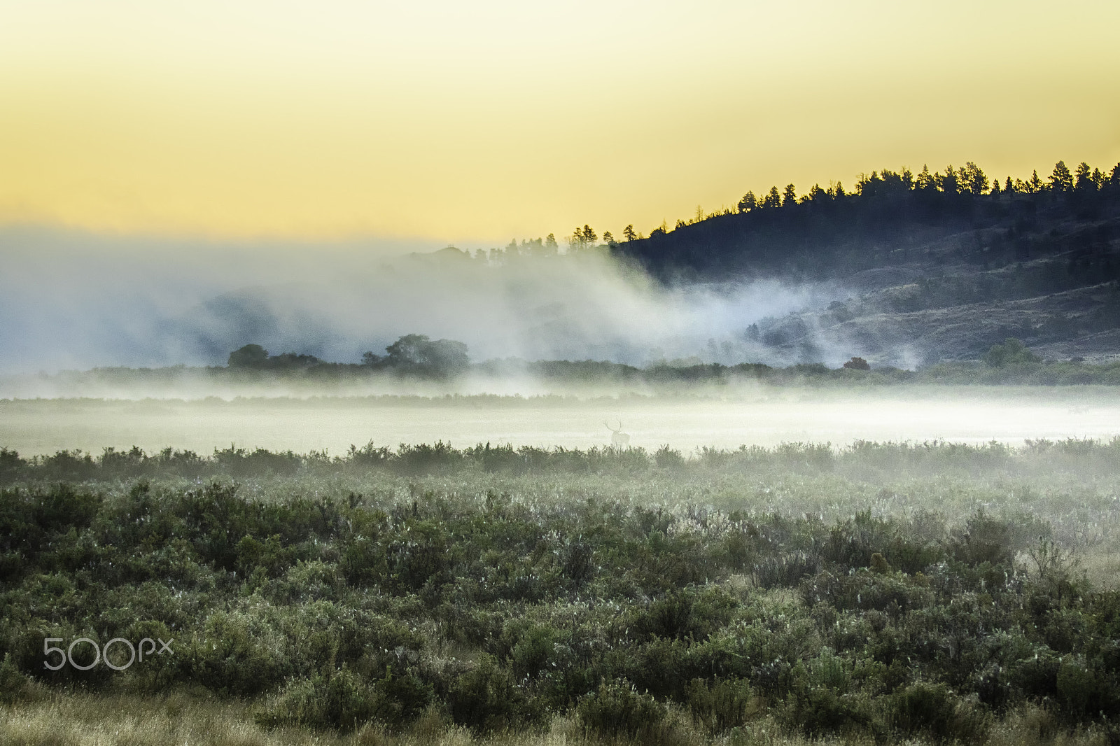 Canon EF 70-200mm F2.8L IS II USM sample photo. Foggy morning at slippery ann viewing area photography
