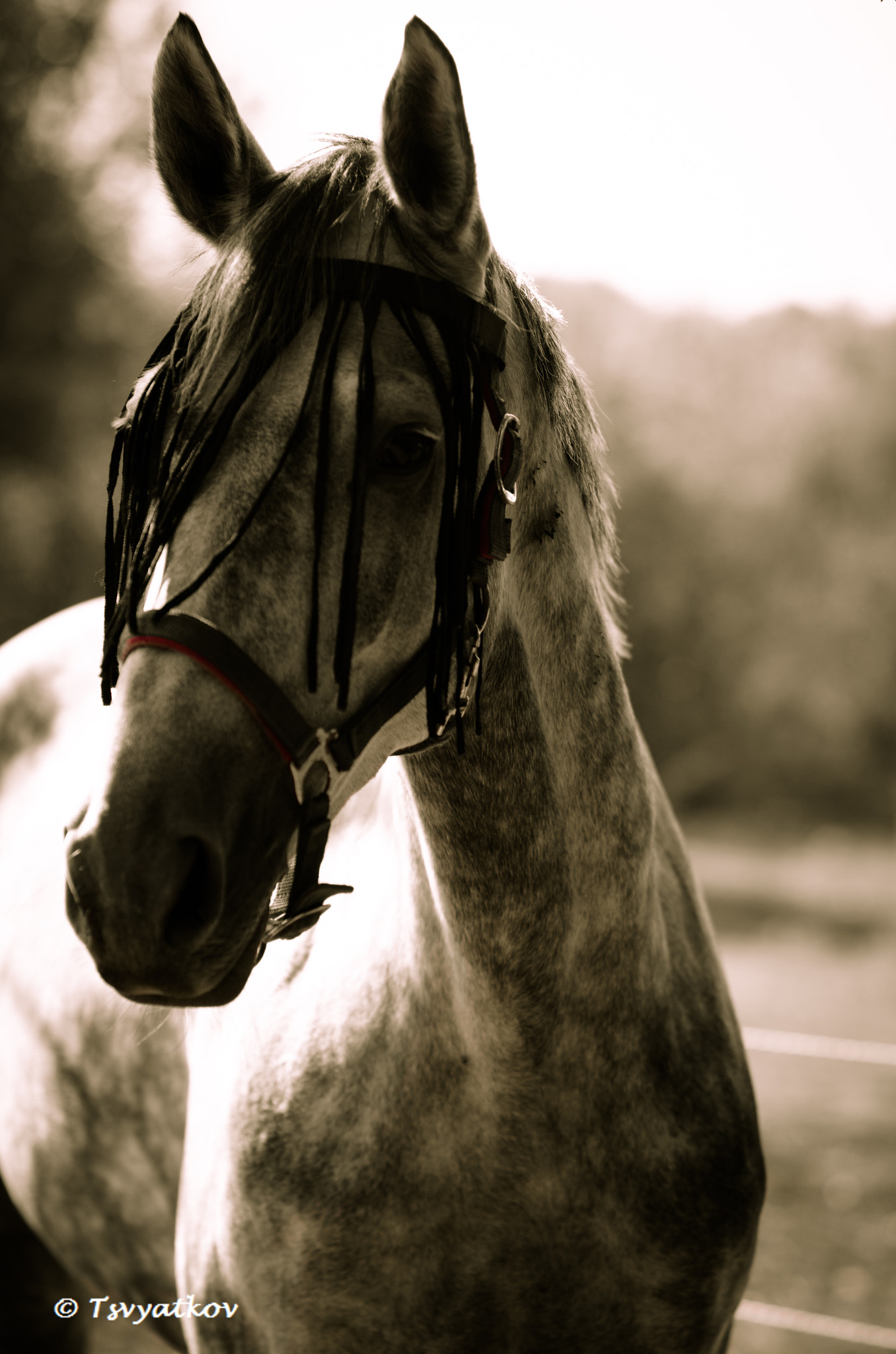 ZEISS Planar T* 85mm F1.4 sample photo. Hollander photography