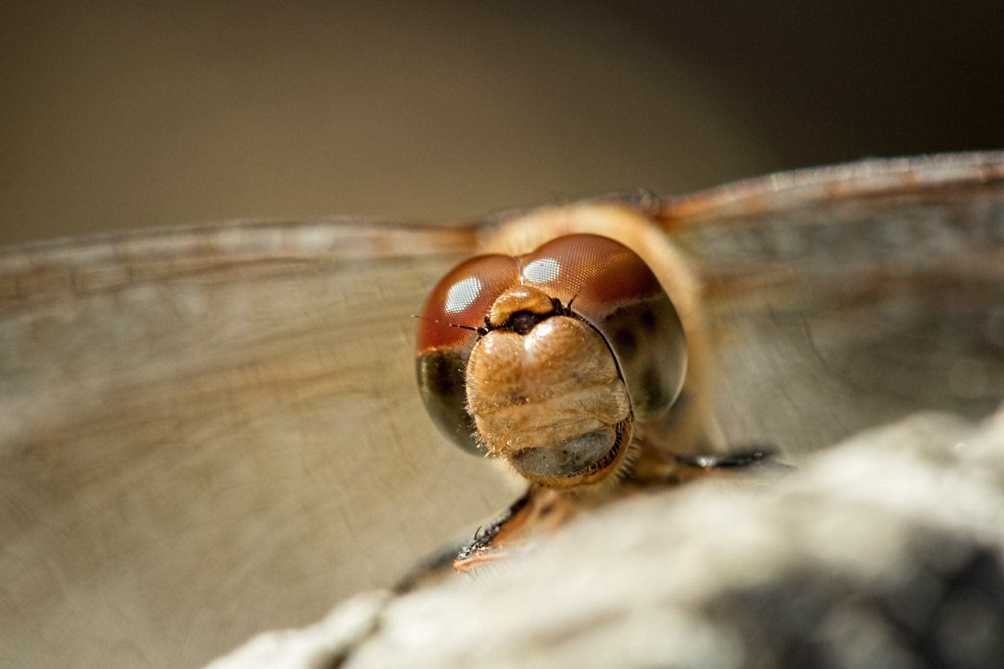 Canon EF 100mm F2.8 Macro USM sample photo. Dragonface photography