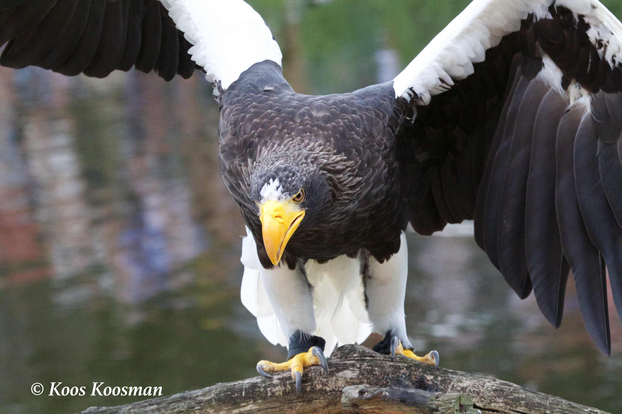 Canon EF 100-400mm F4.5-5.6L IS USM sample photo. Sea eagle photography