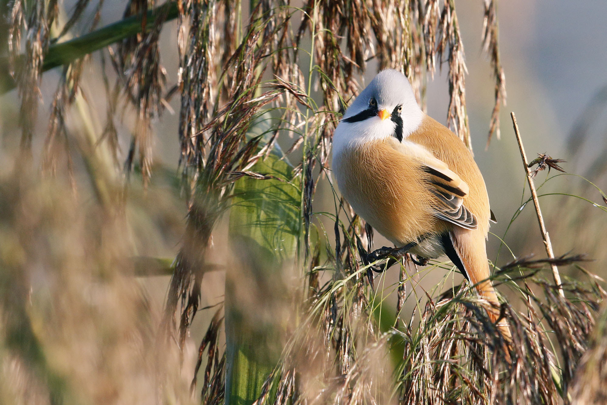 Canon EF 600mm F4L IS II USM sample photo. Bearded tit photography
