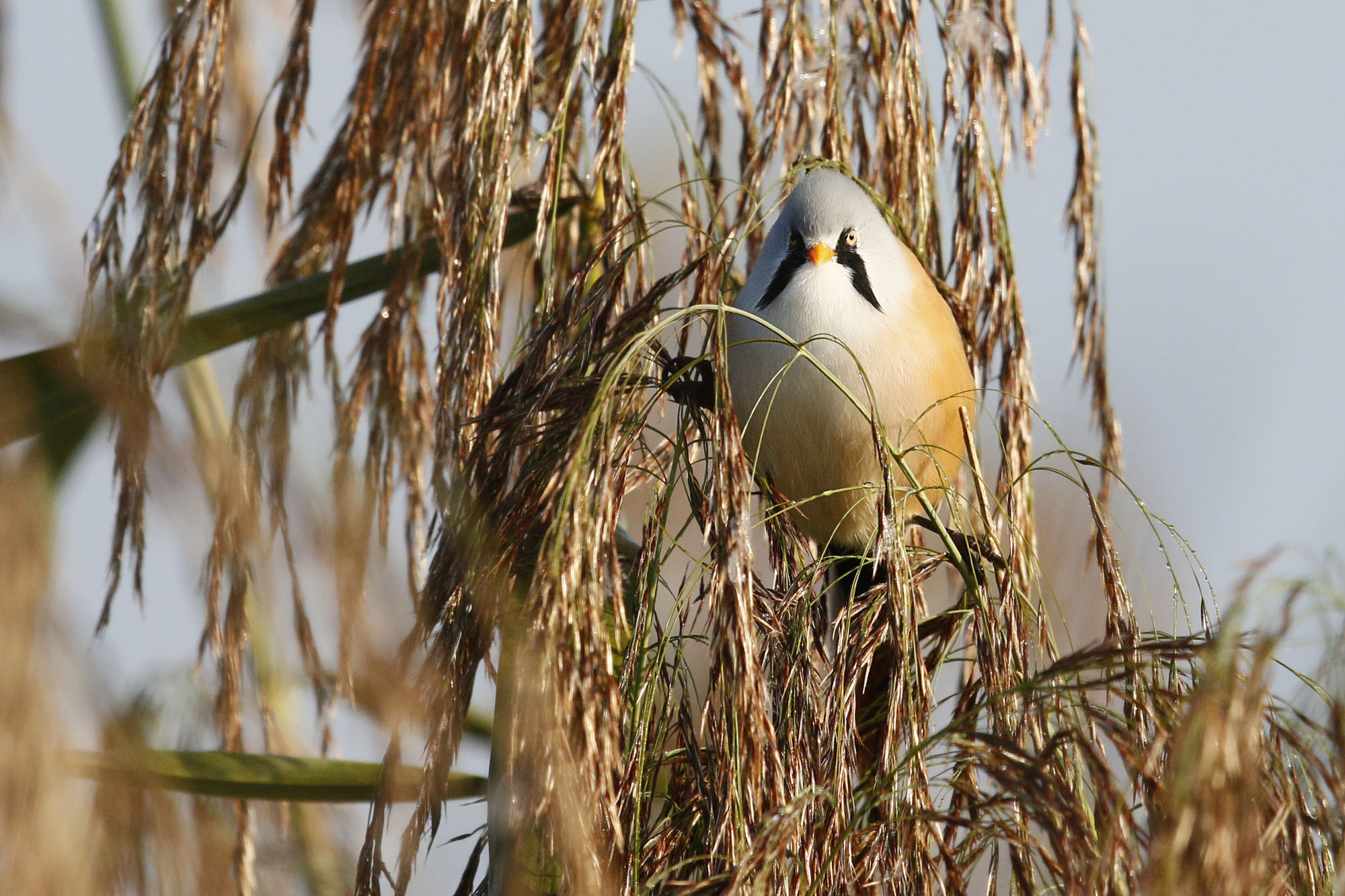 Canon EF 600mm F4L IS II USM sample photo. Bearded tit photography